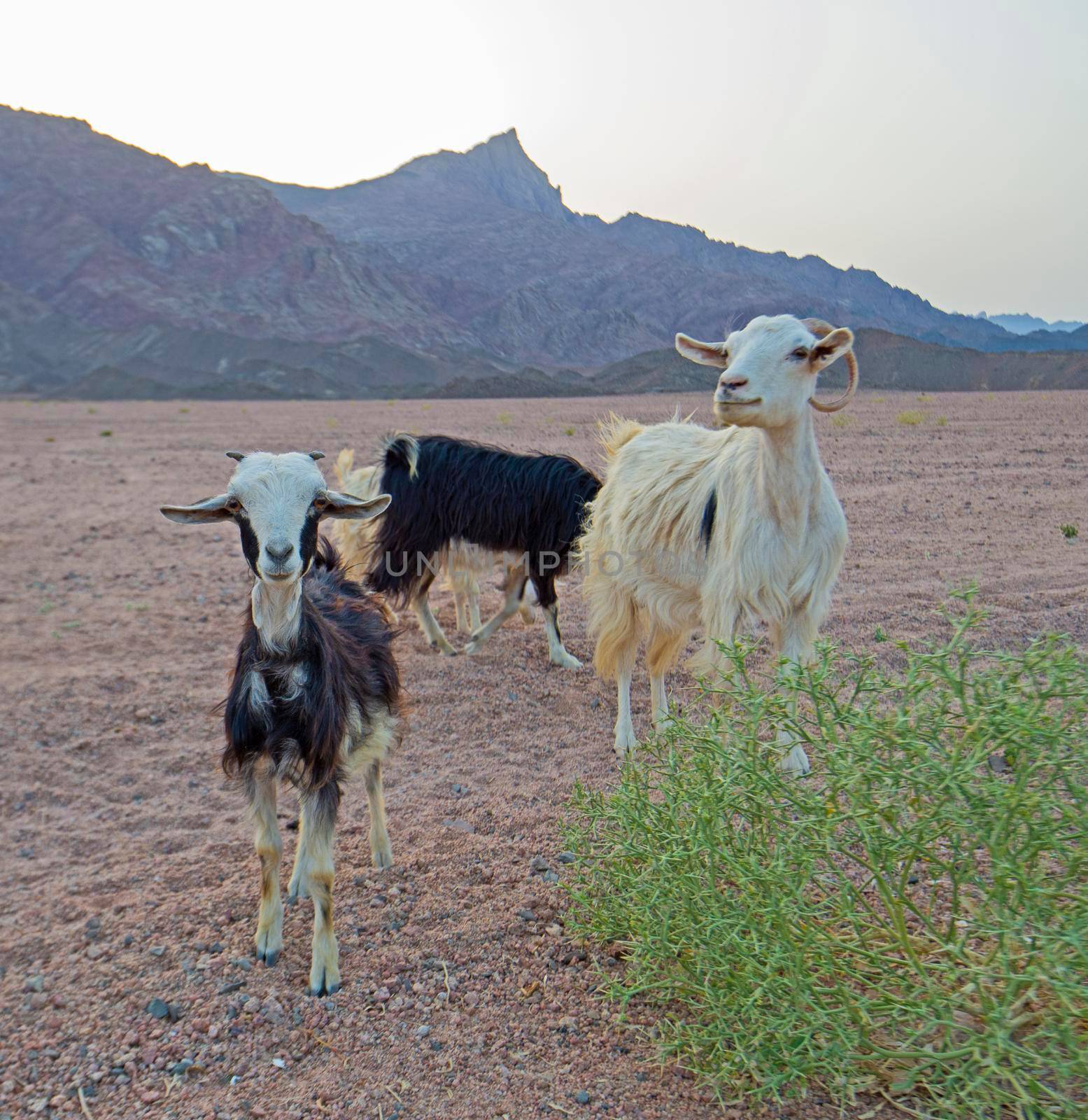 Landscape scenic view of desolate barren eastern desert in Egypt with herd of Sahelian Peulh goats and mountains