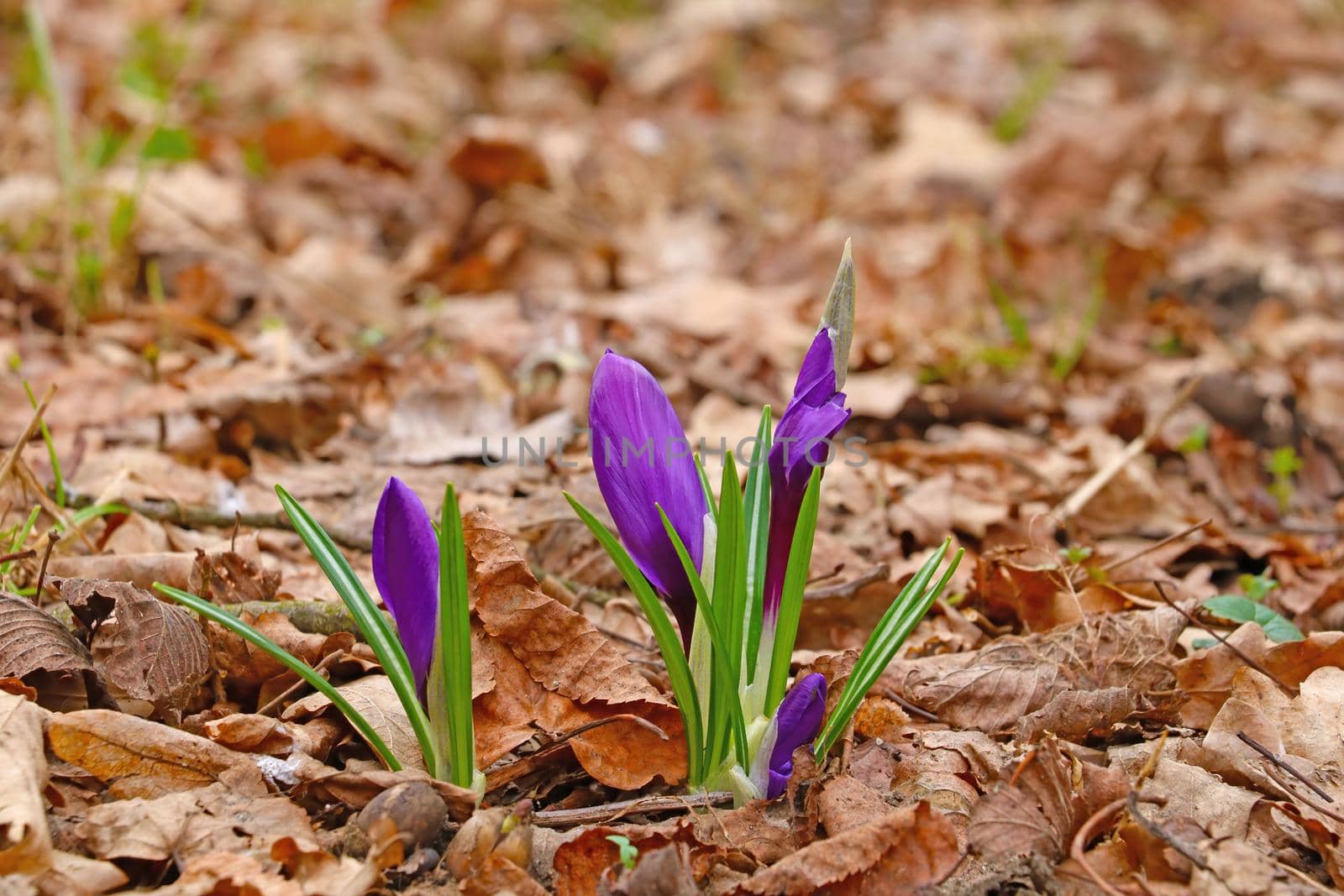 View of blooming crocus flowers in spring