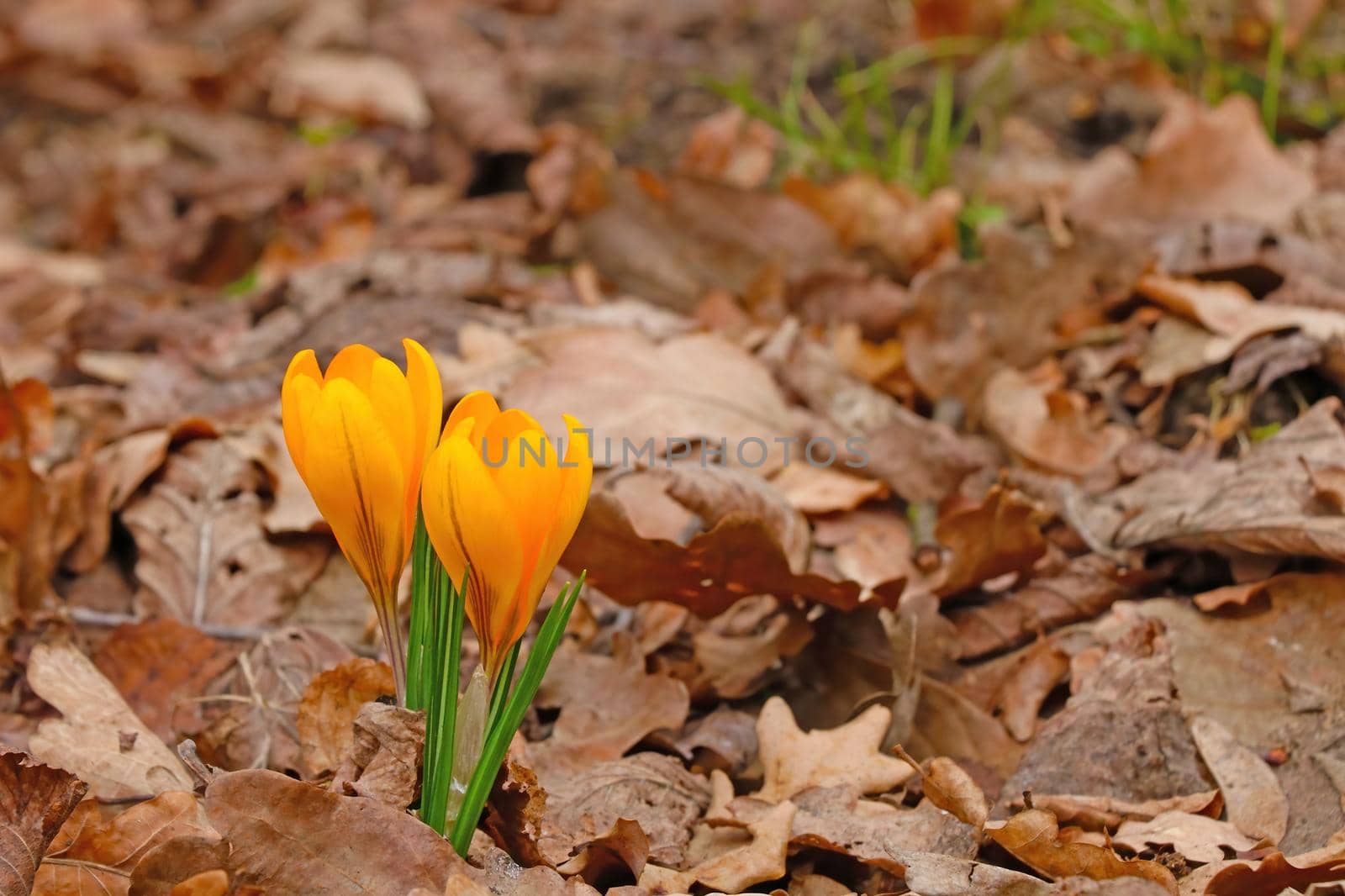 View of blooming crocus flowers in spring