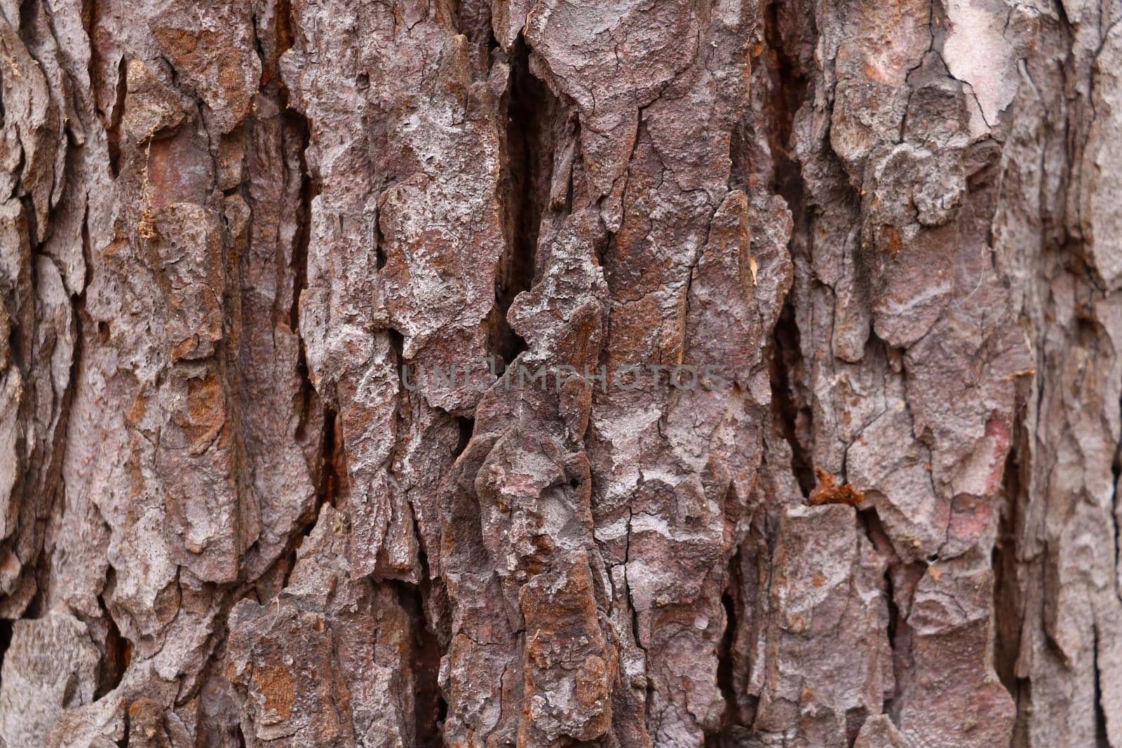 Texture of the trunk of a tree bark close-up, background