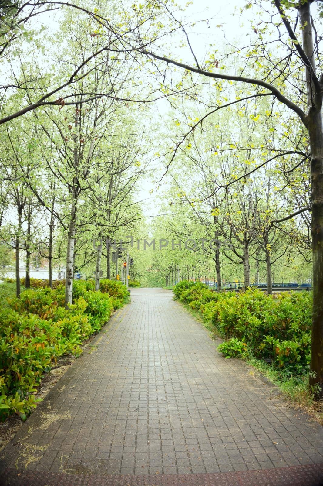 Asphalt road landscape with tree walk on the sides. Nobody