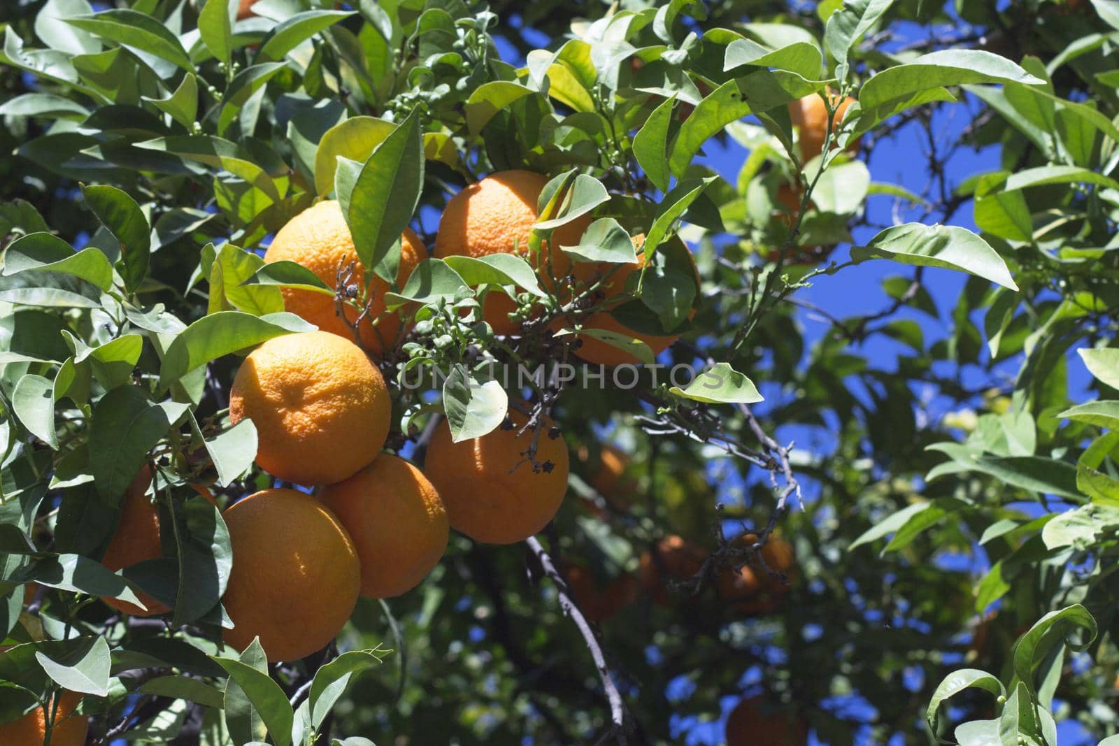 Orange tree in the sun with very green leaves. No people