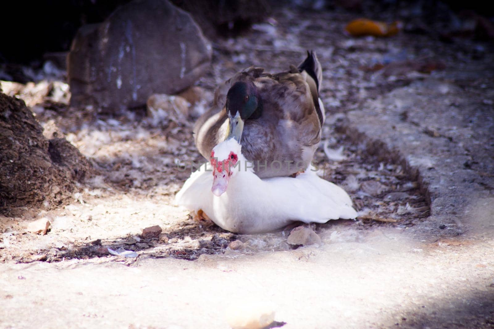 Duck living in an artificial city pond. No people