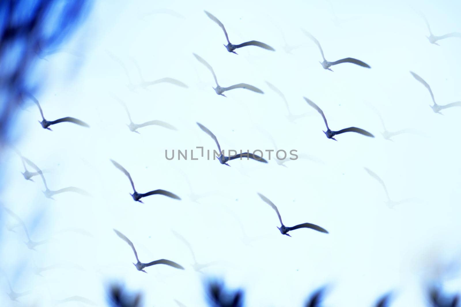 Seagull silhouette flying over blue sky. No people