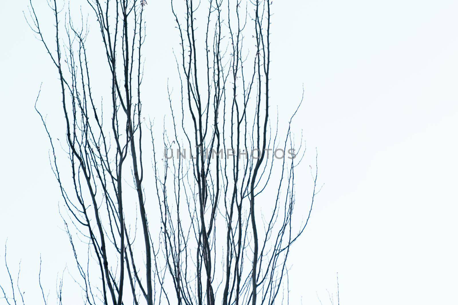 Tree branches on blue sky background. No people