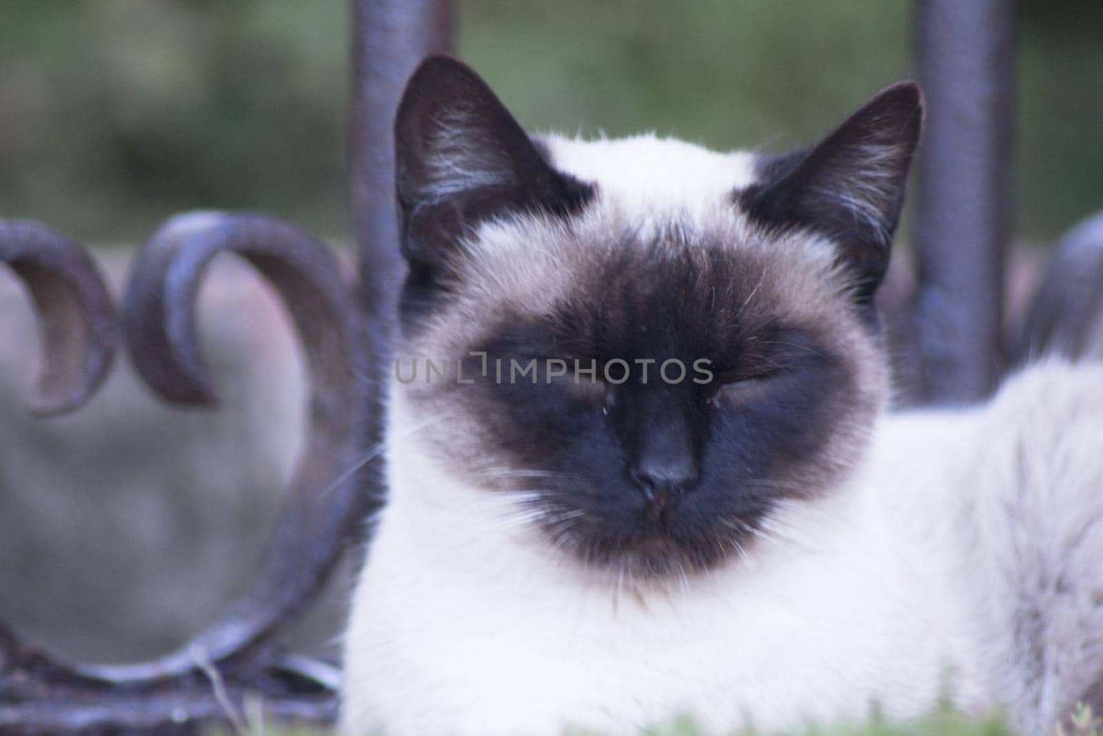 Siamese cat with blue eyes lying on the street. No people