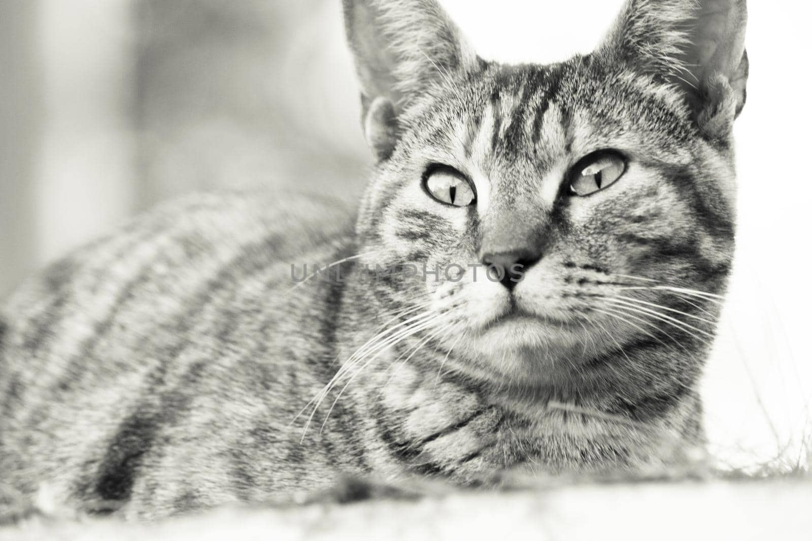 Tabby cat lying in the grass. Squinting. No people