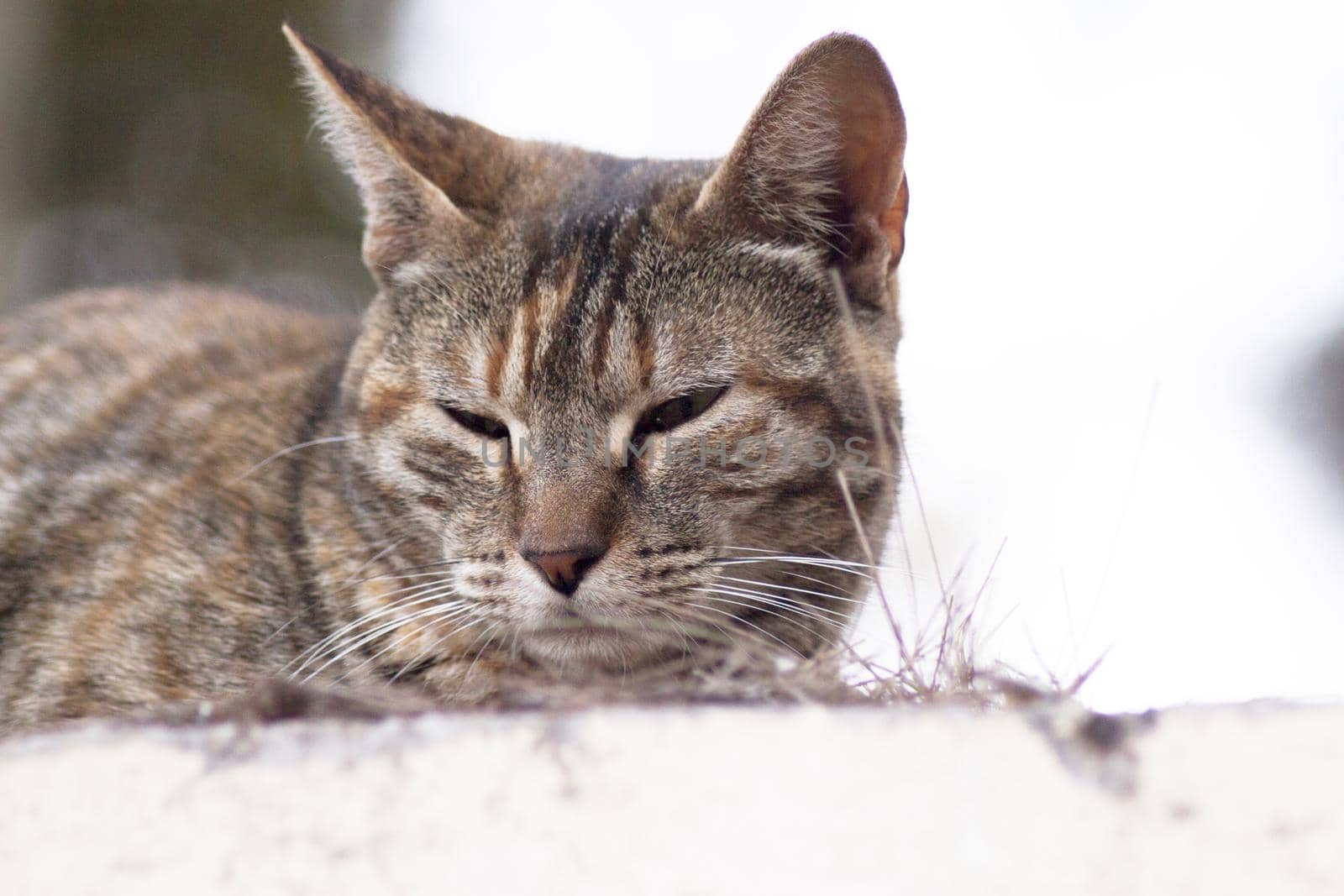 Tabby cat lying in the grass. Squinting. No people
