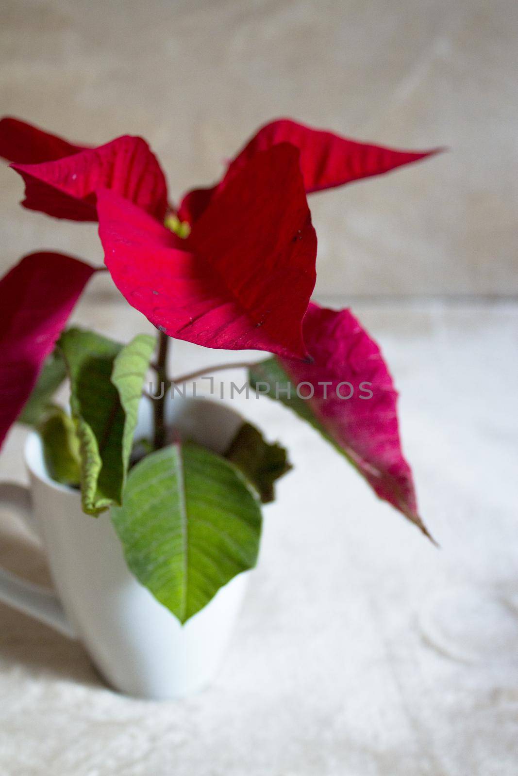 Poinsettia in red. No people. Copy space