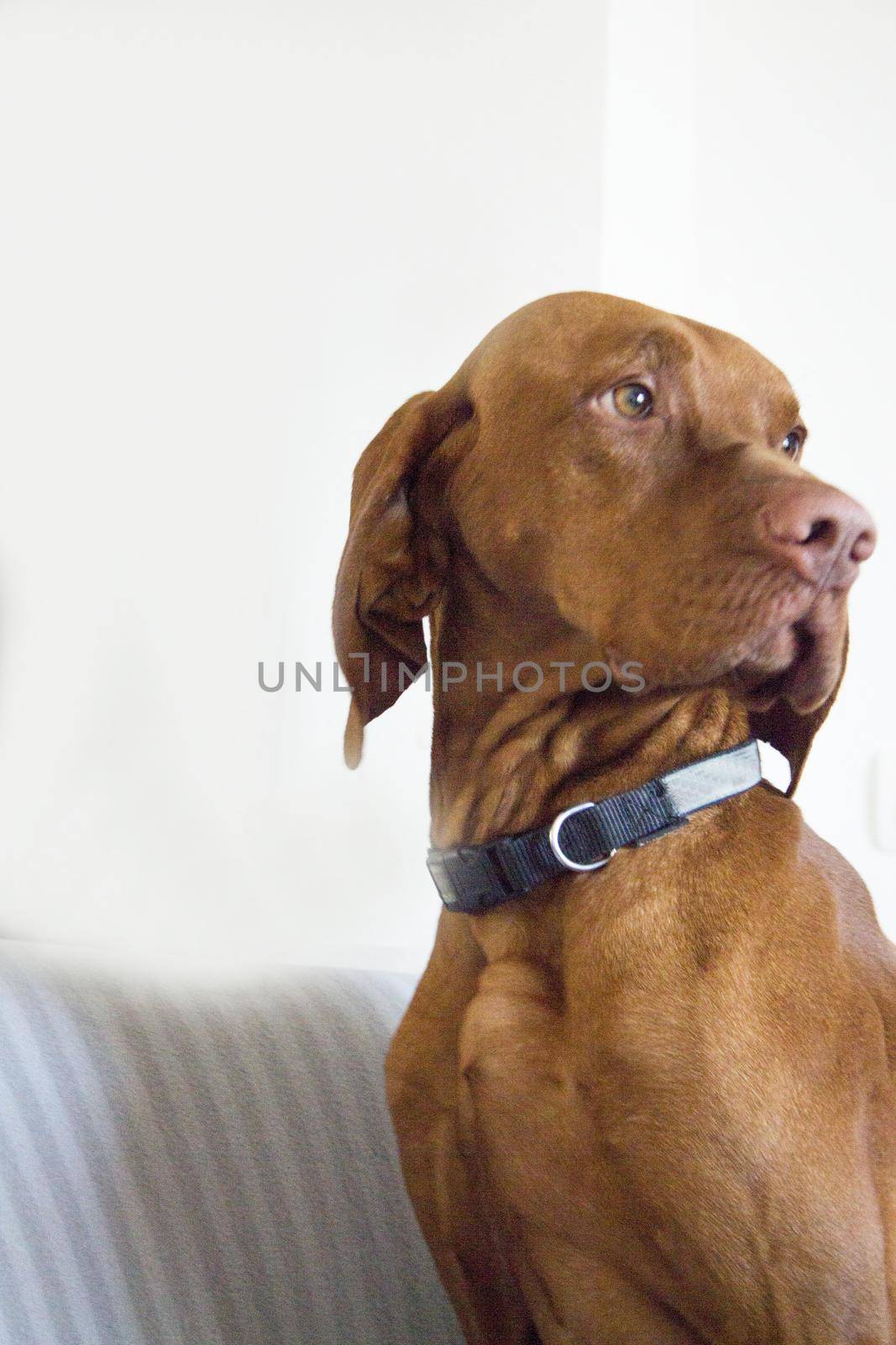 Hungarian breed dog portrait. No people