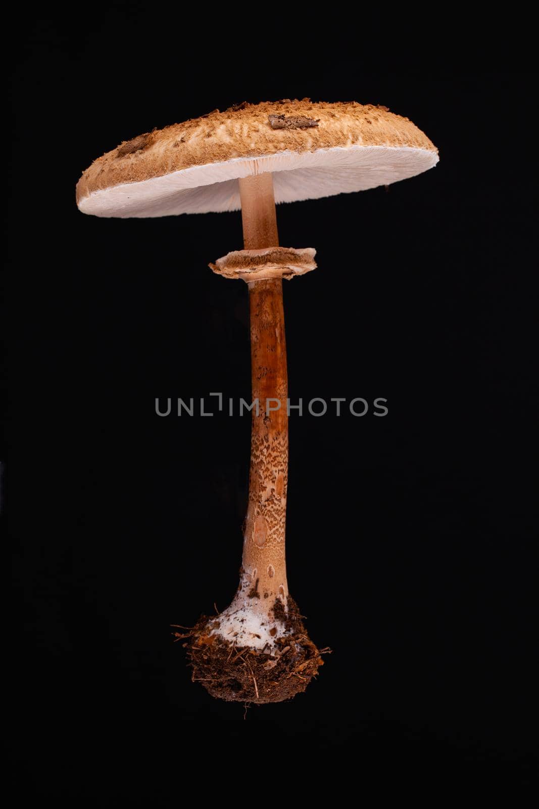 One levitating parasol mushroom (macrolepiota procera) by CaptureLight