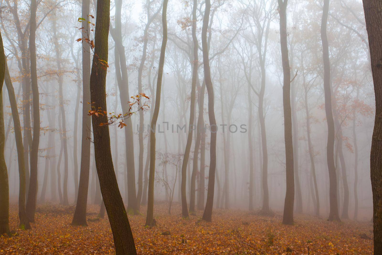 Beautiful forest on a foggy autumn day. Autumnal mysterious forest trees with yellow leaves.