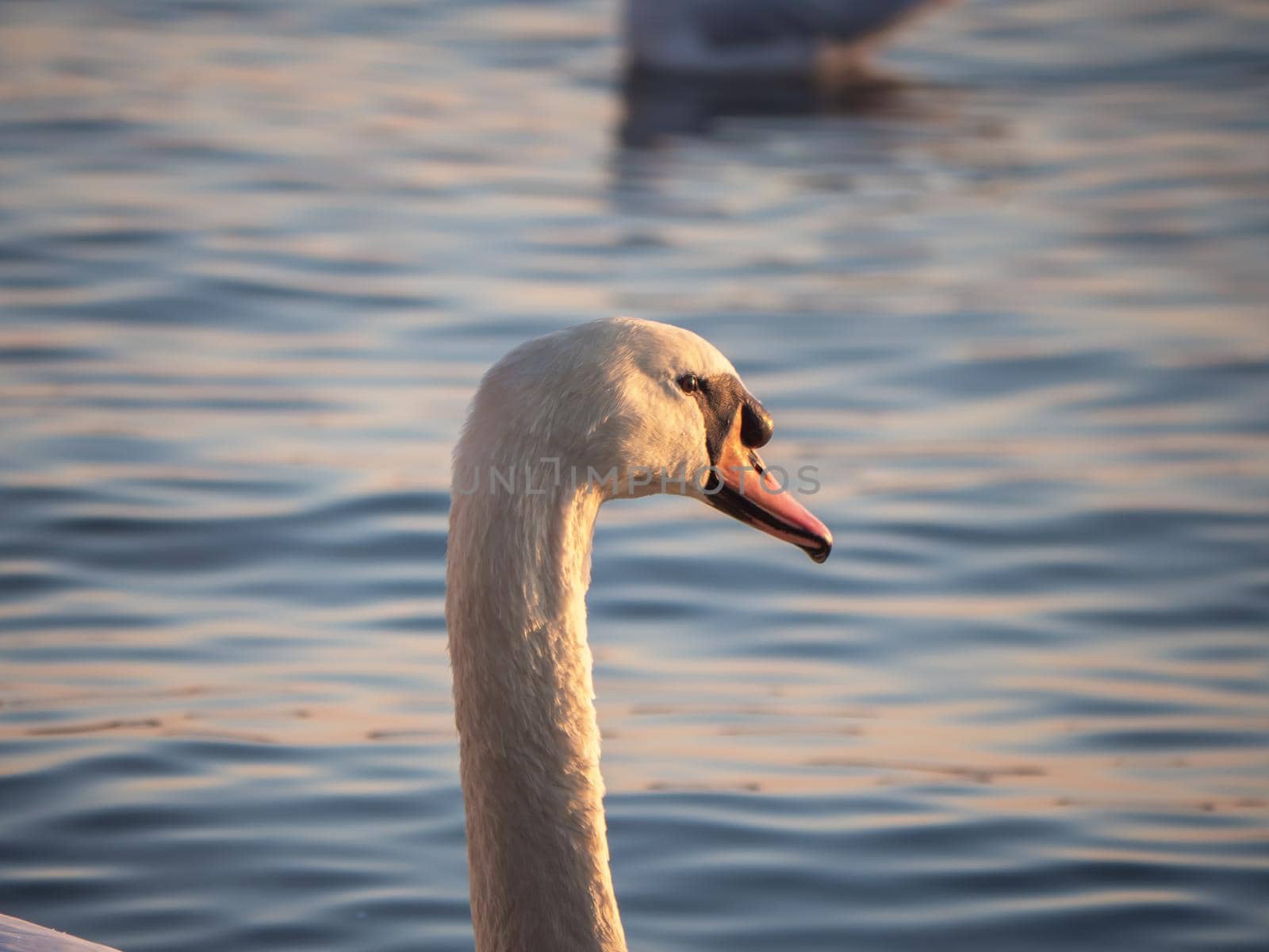 Beautiful View Of A Graceful Swan In Lake