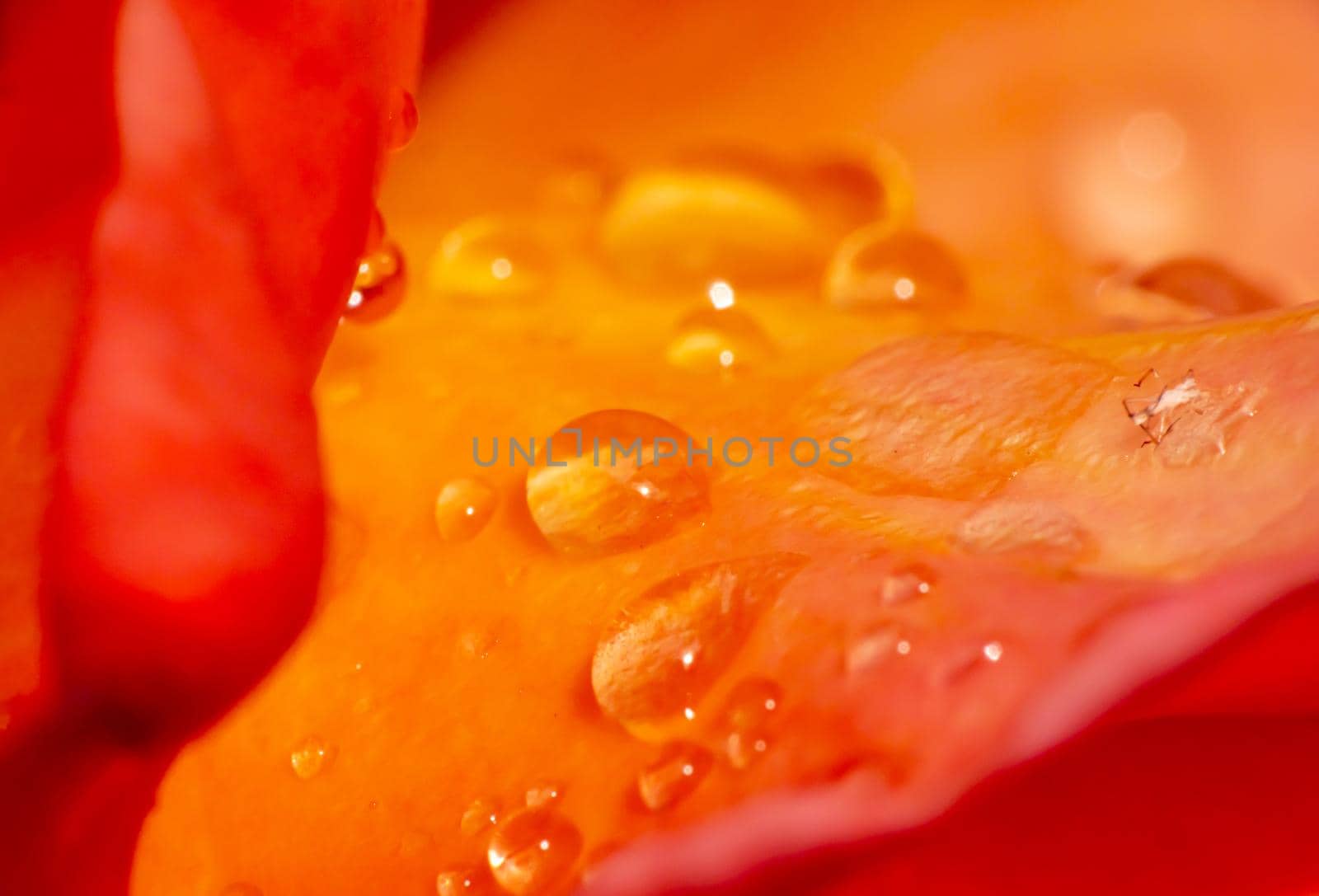 orange roses in the garden with raindrops close up