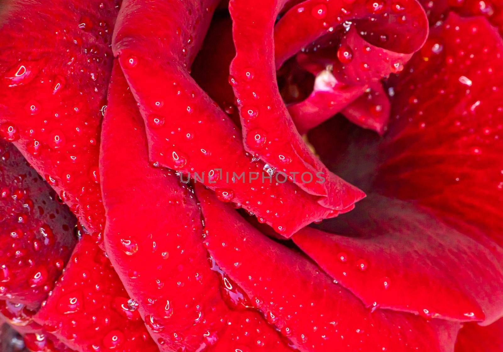 red rose in garden raindrops, close up macro