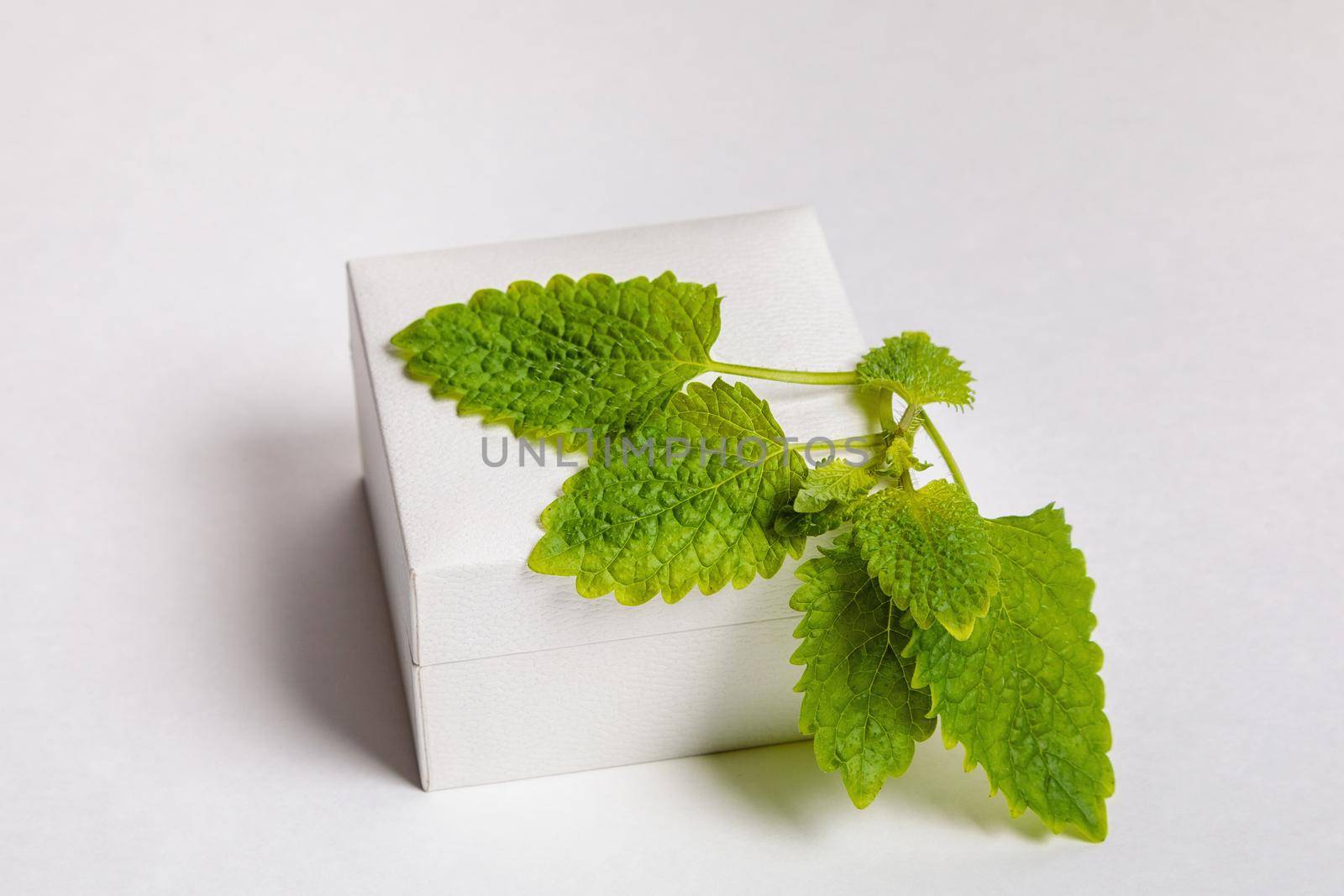 Fresh leaves of a plant lemon balm green on a white background. Close-up