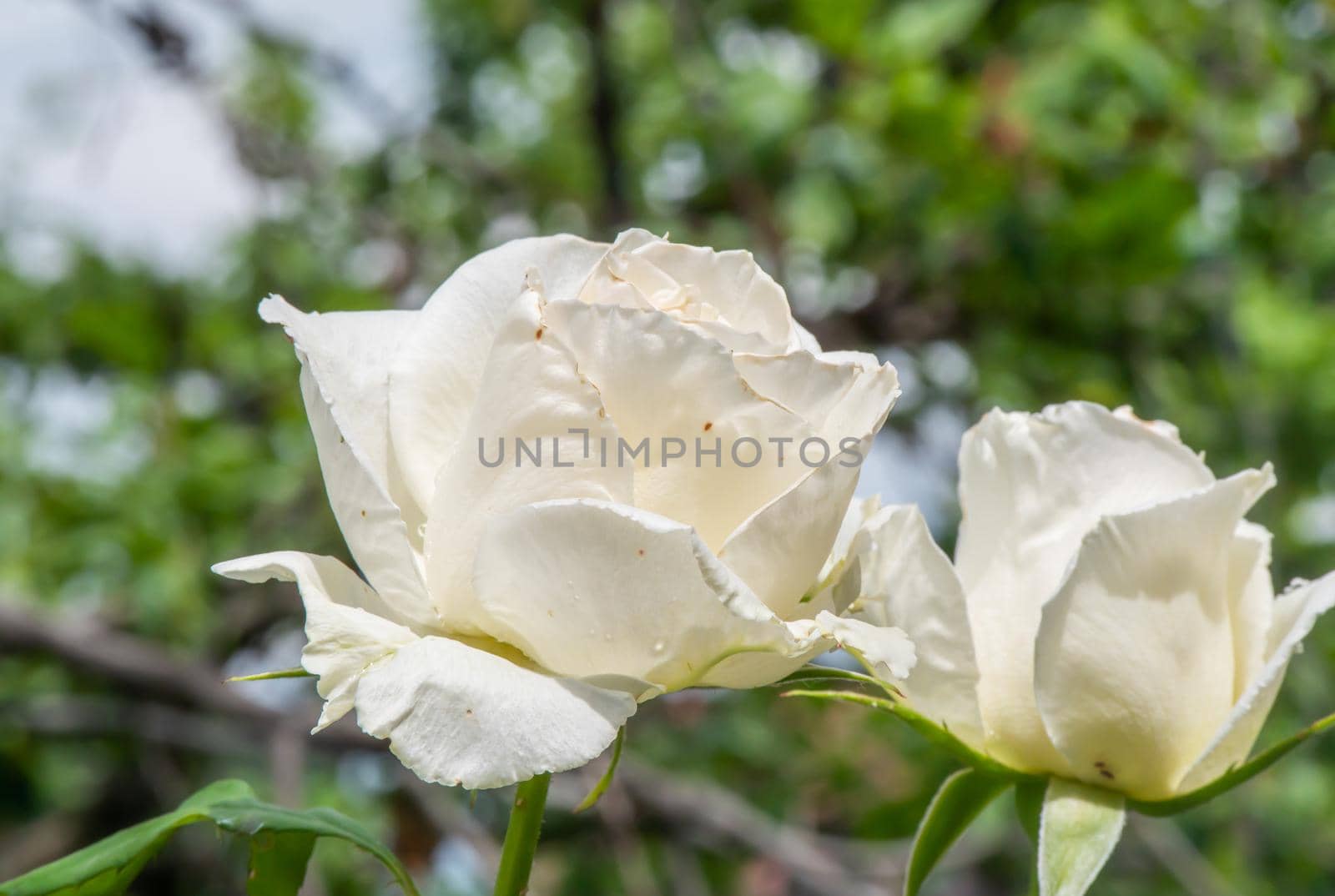 white roses in the garden macro, close up