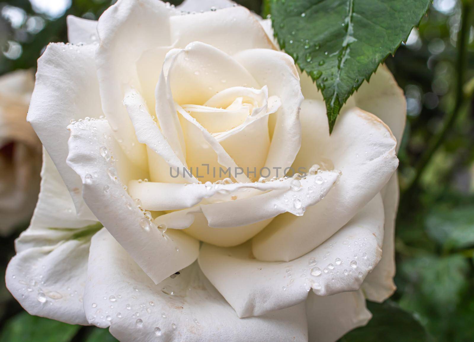 white roses in the garden with raindrops, macro