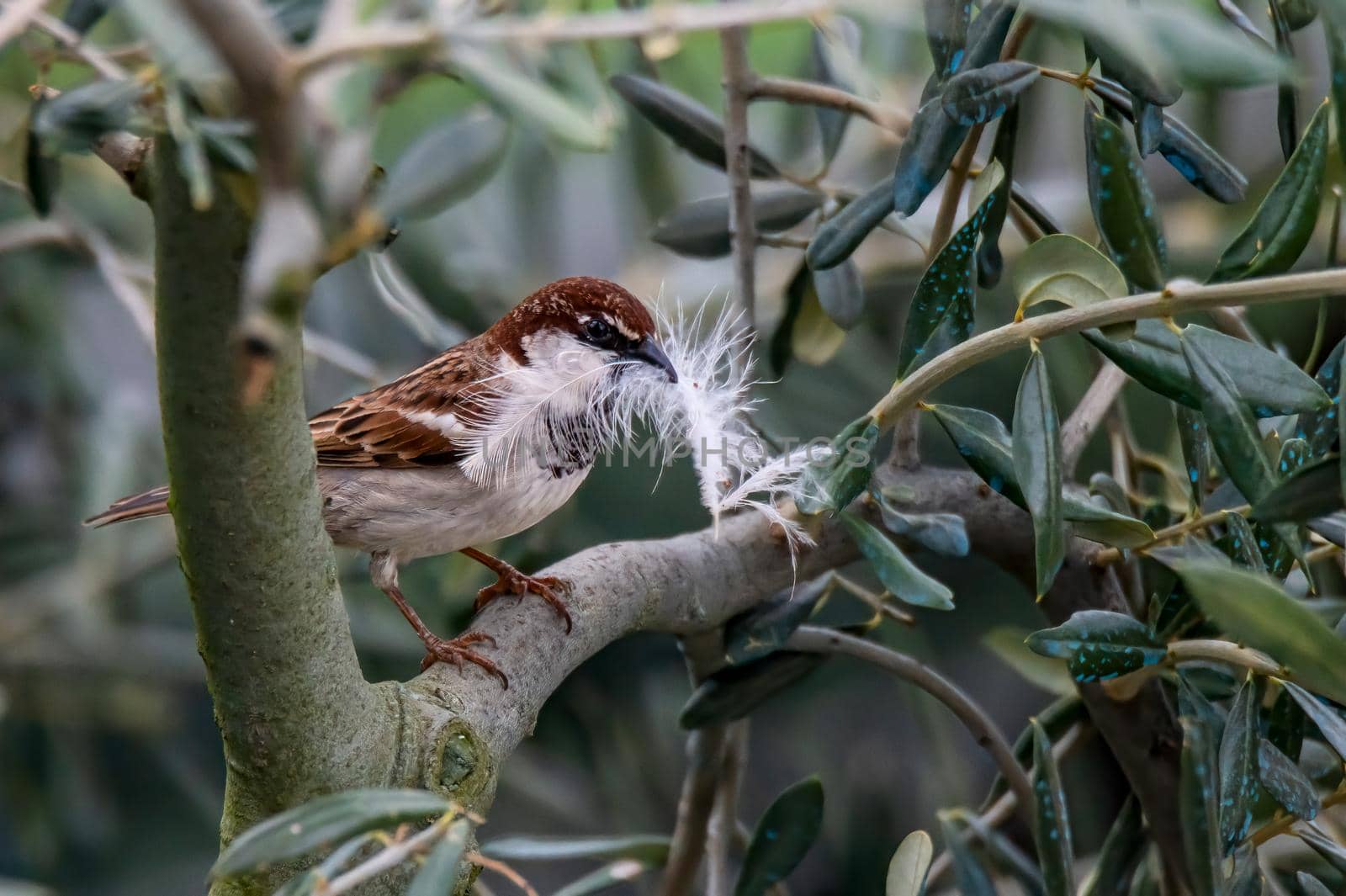 sparrow with feather in its mouth by carfedeph