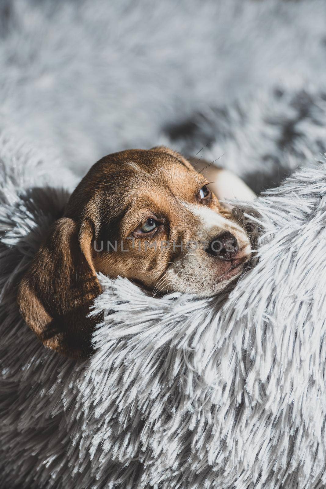 Beagle puppy resting on a couch.