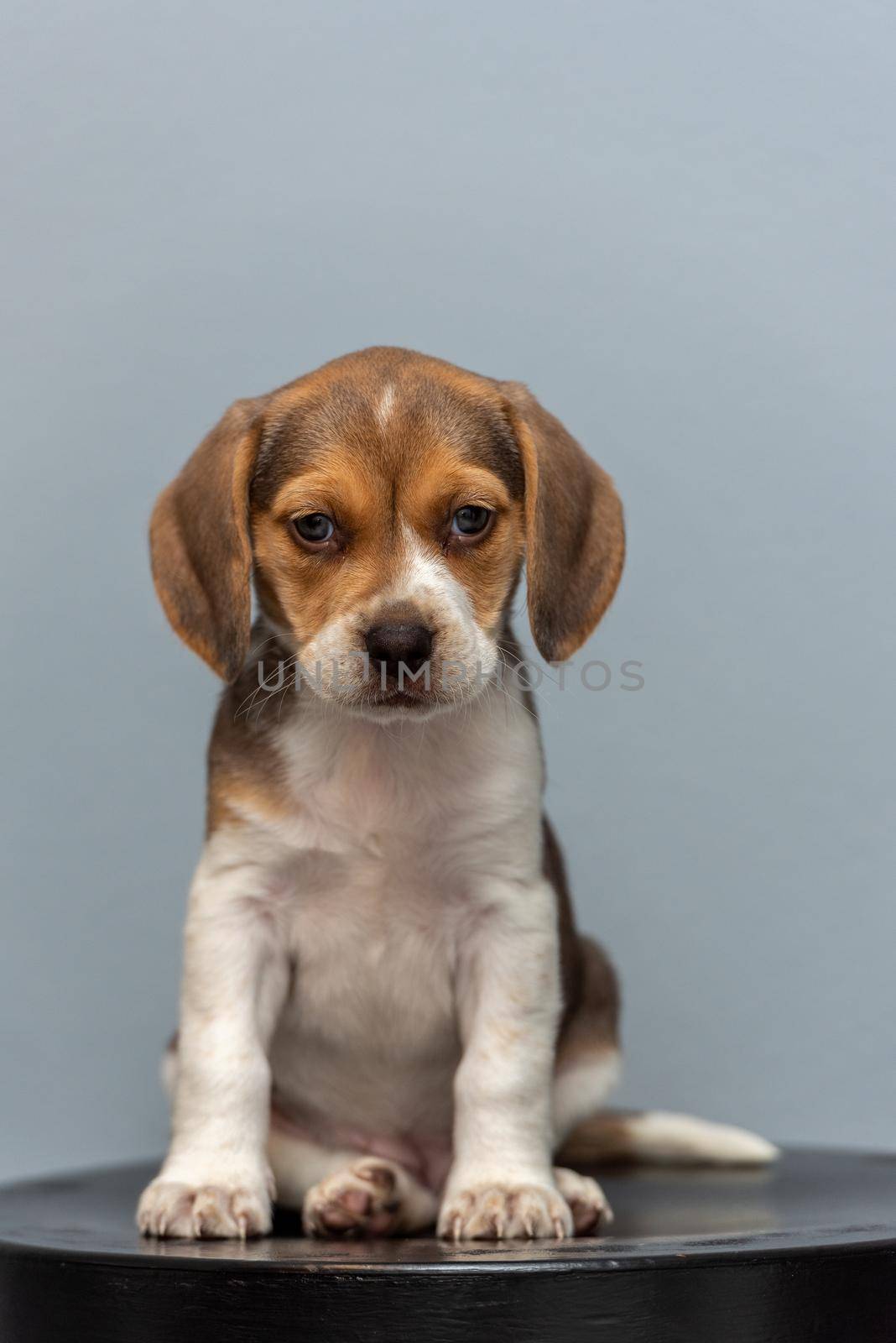 Smile adorable beagle puppy sitting by martinscphoto