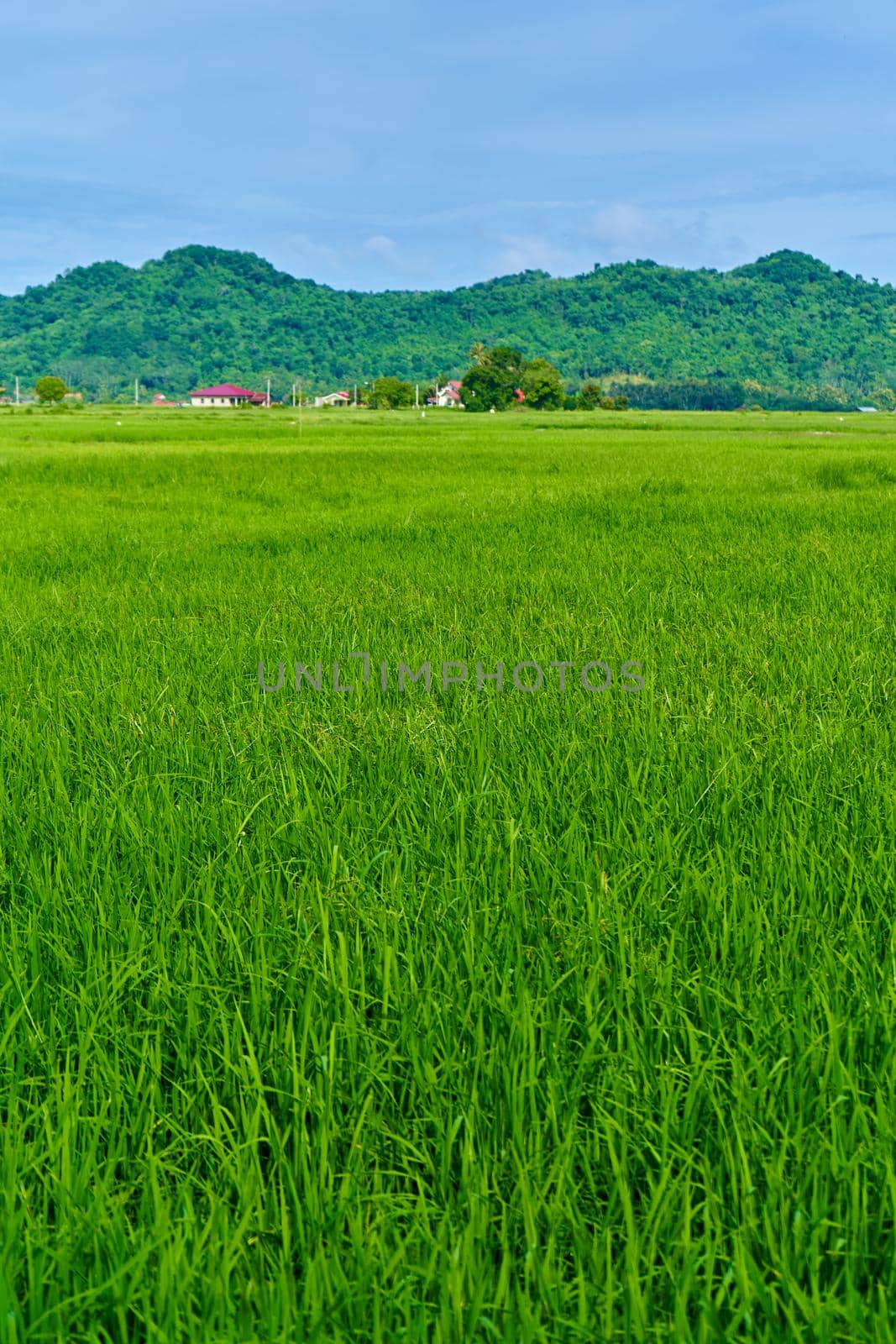 Impressive landscape green rice field with mountains in the background.