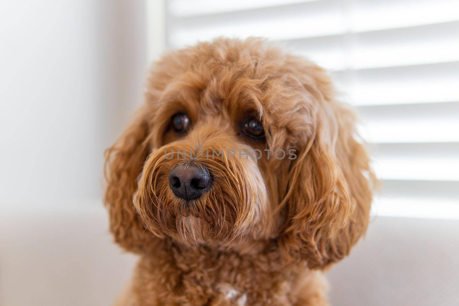 Cavapoo dog, mixed -breed of Cavalier King Charles Spaniel and Poodle. by Bonandbon