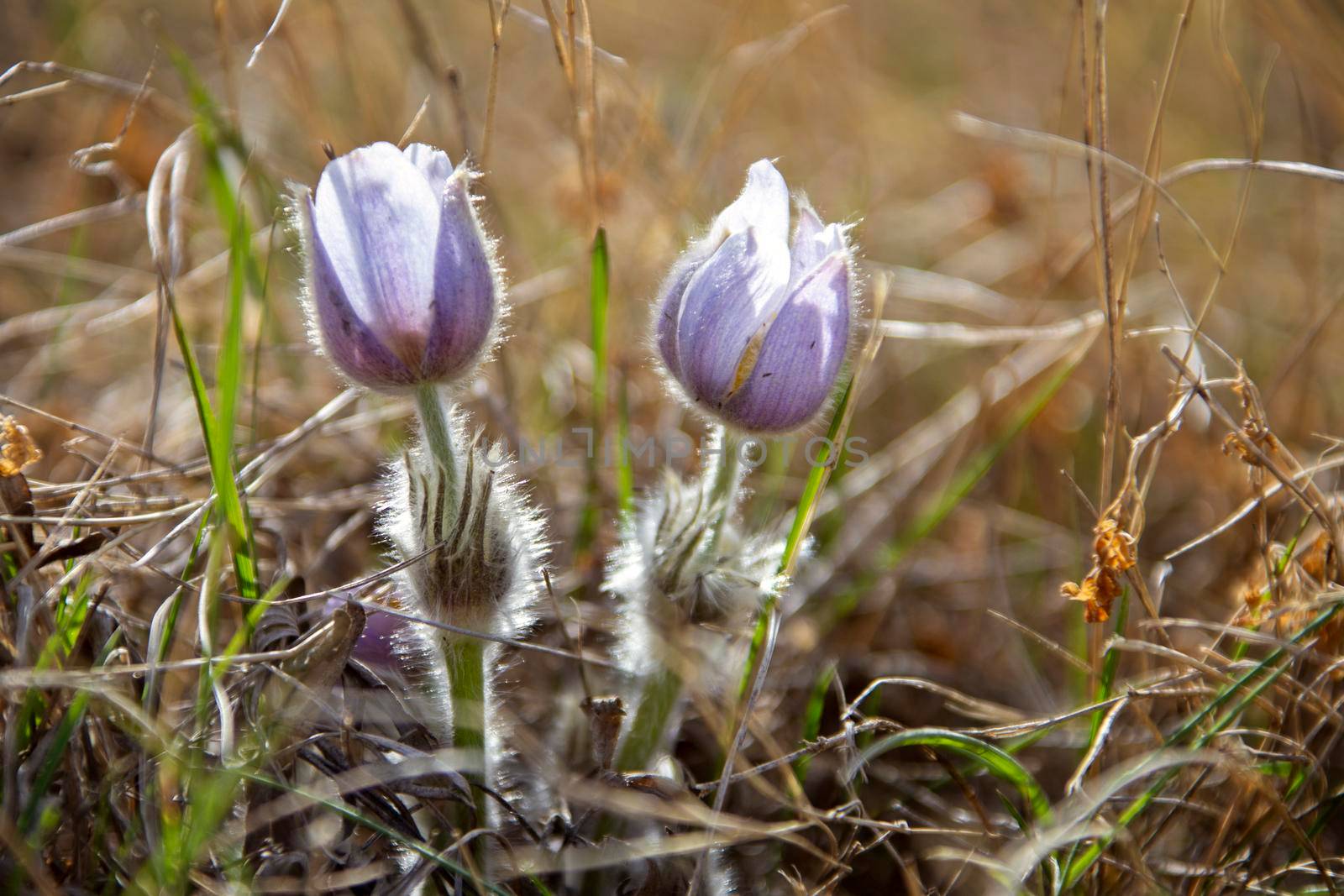 Spring Crocus Sunlit by pictureguy