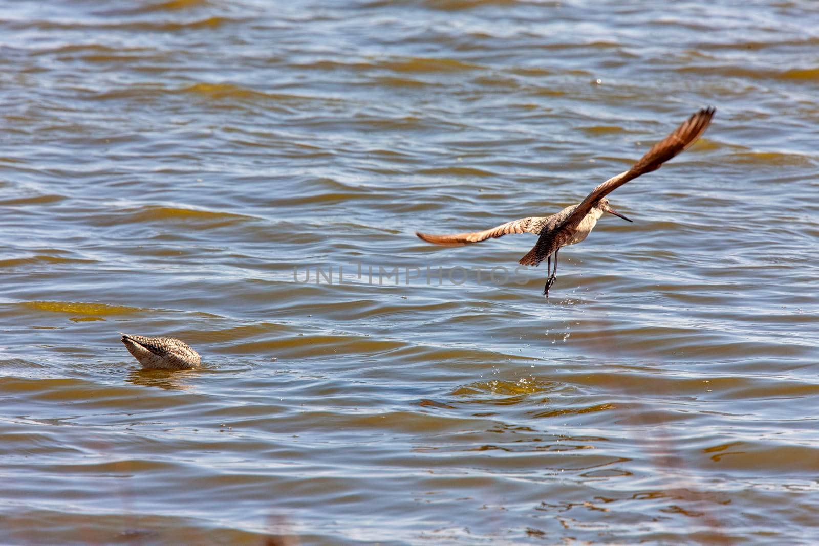 Marbled Godwit in Water Northern Saskatchewan Canada