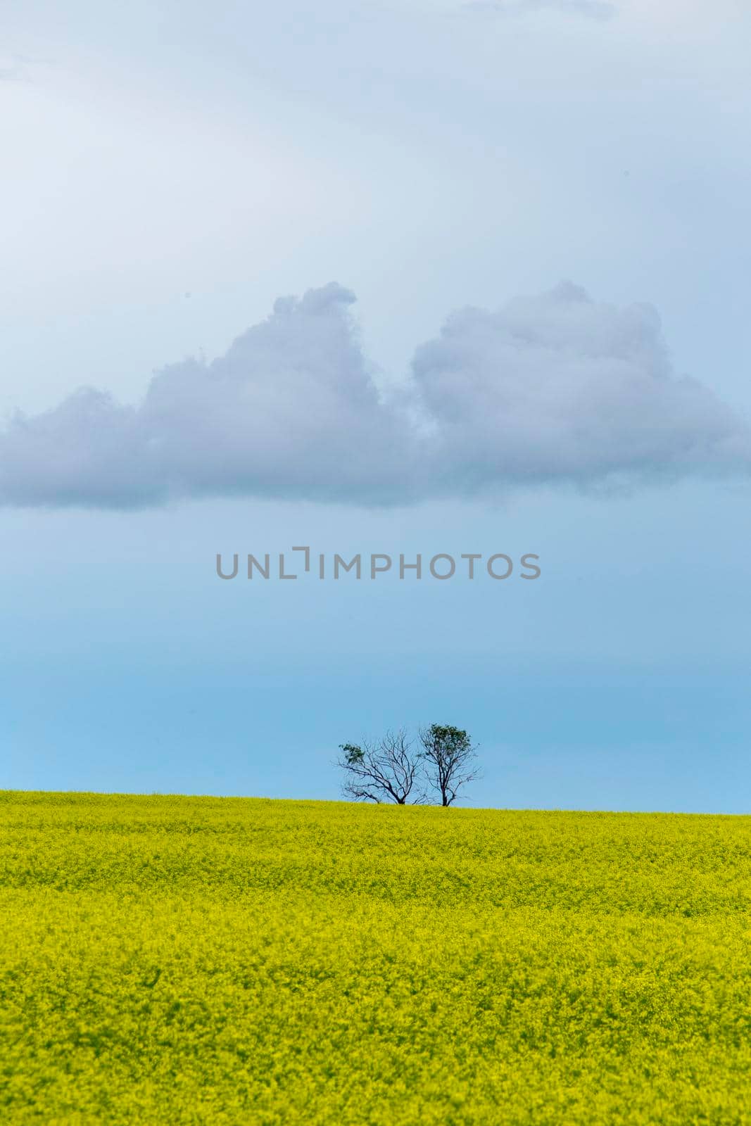 Prairie Storm Clouds Canada by pictureguy