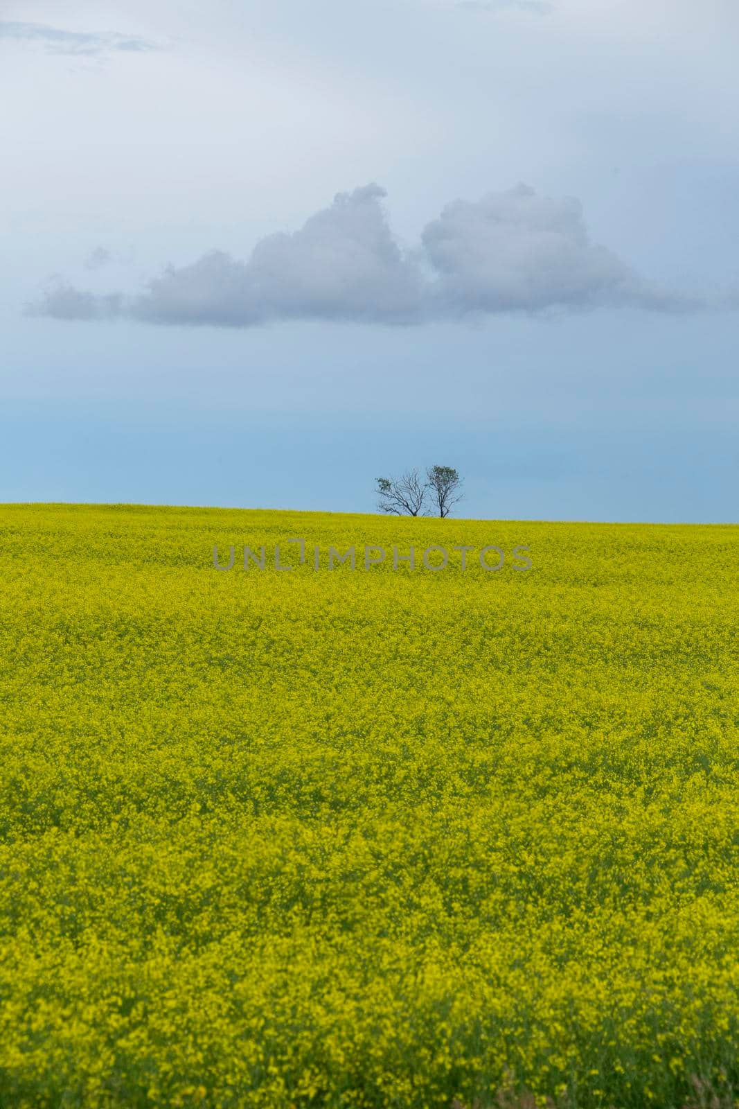 Prairie Storm Clouds Canada by pictureguy