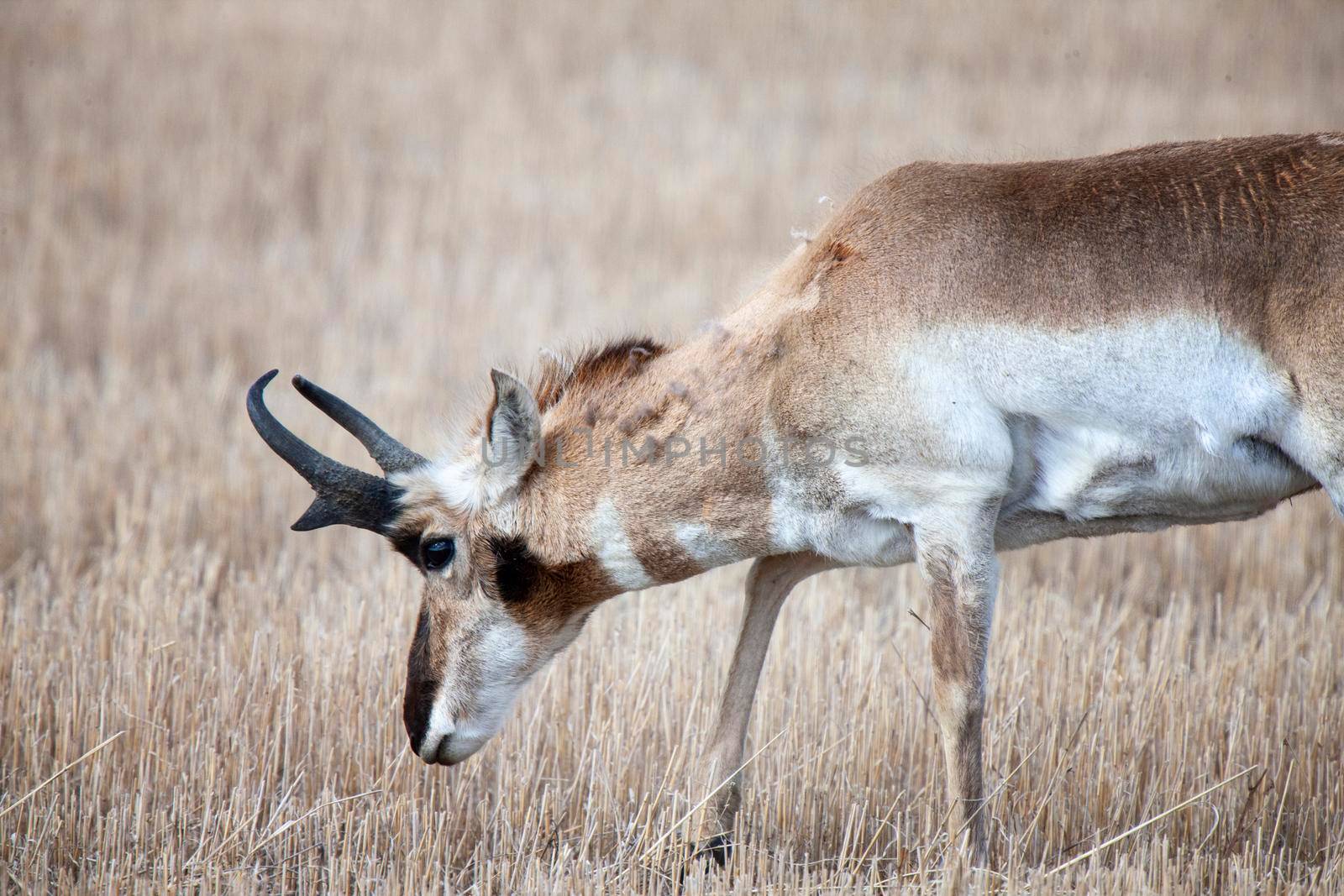 Pronghorn Antelope Saskatchewan Canada Prairie wildlife in field