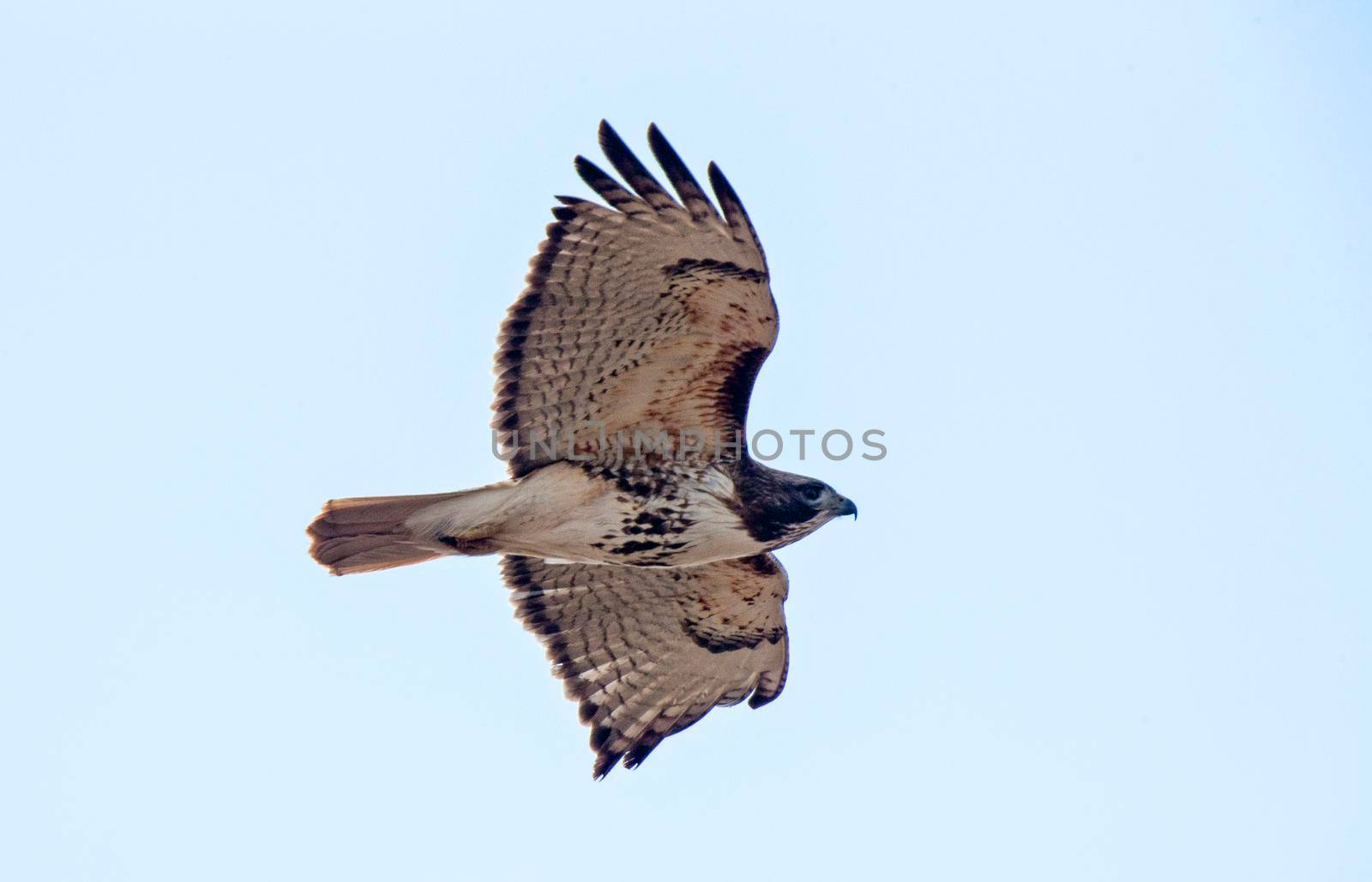 Swainson Hawk Saskatchewan in flight hunting prey