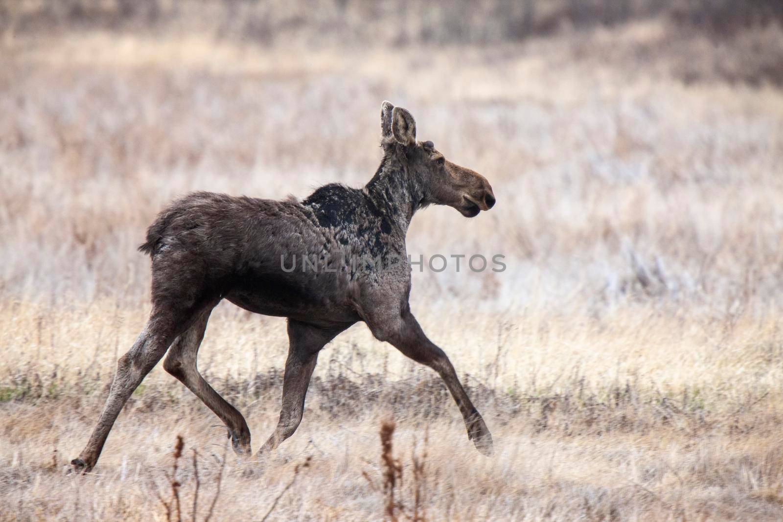 Moose in Saskatchewan Prairie spring time Canada