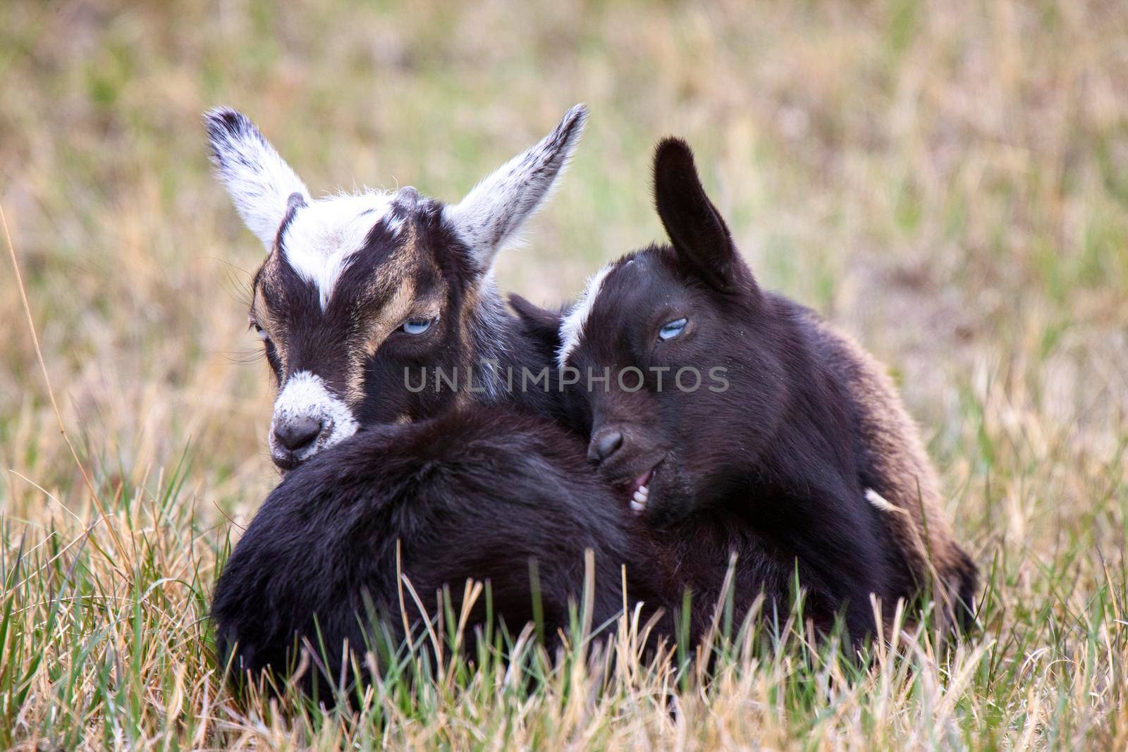 Baby Goats Saskatchewan intertwined in a field