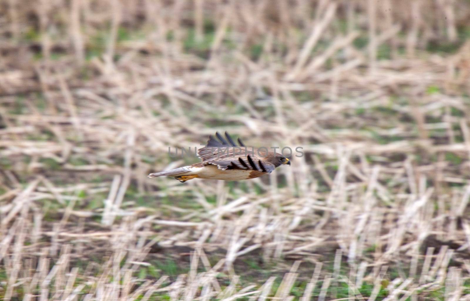 Swainson Hawk Saskatchewan in flight hunting prey