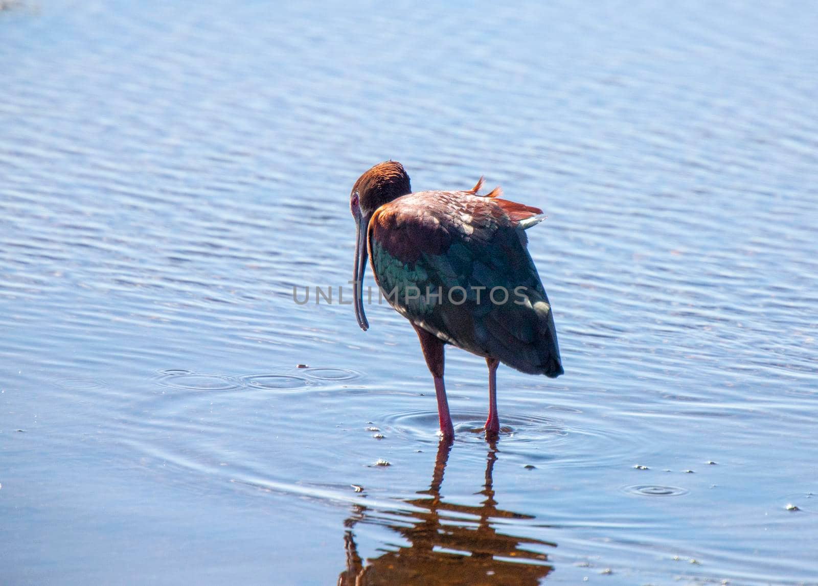 White Faced Ibis in water in Saskatchewan Canada