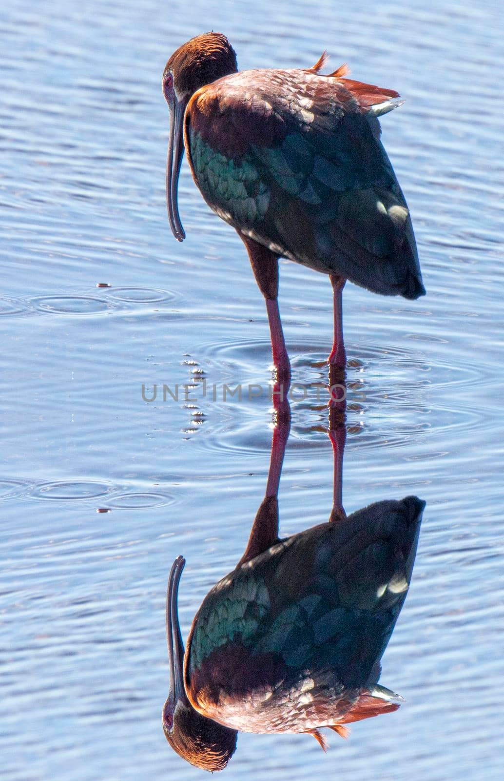 White Faced Ibis in water in Saskatchewan Canada