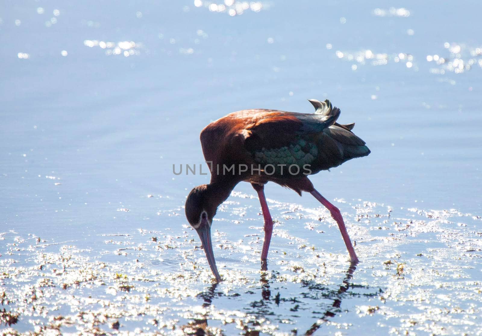 White Faced Ibis in water in Saskatchewan Canada