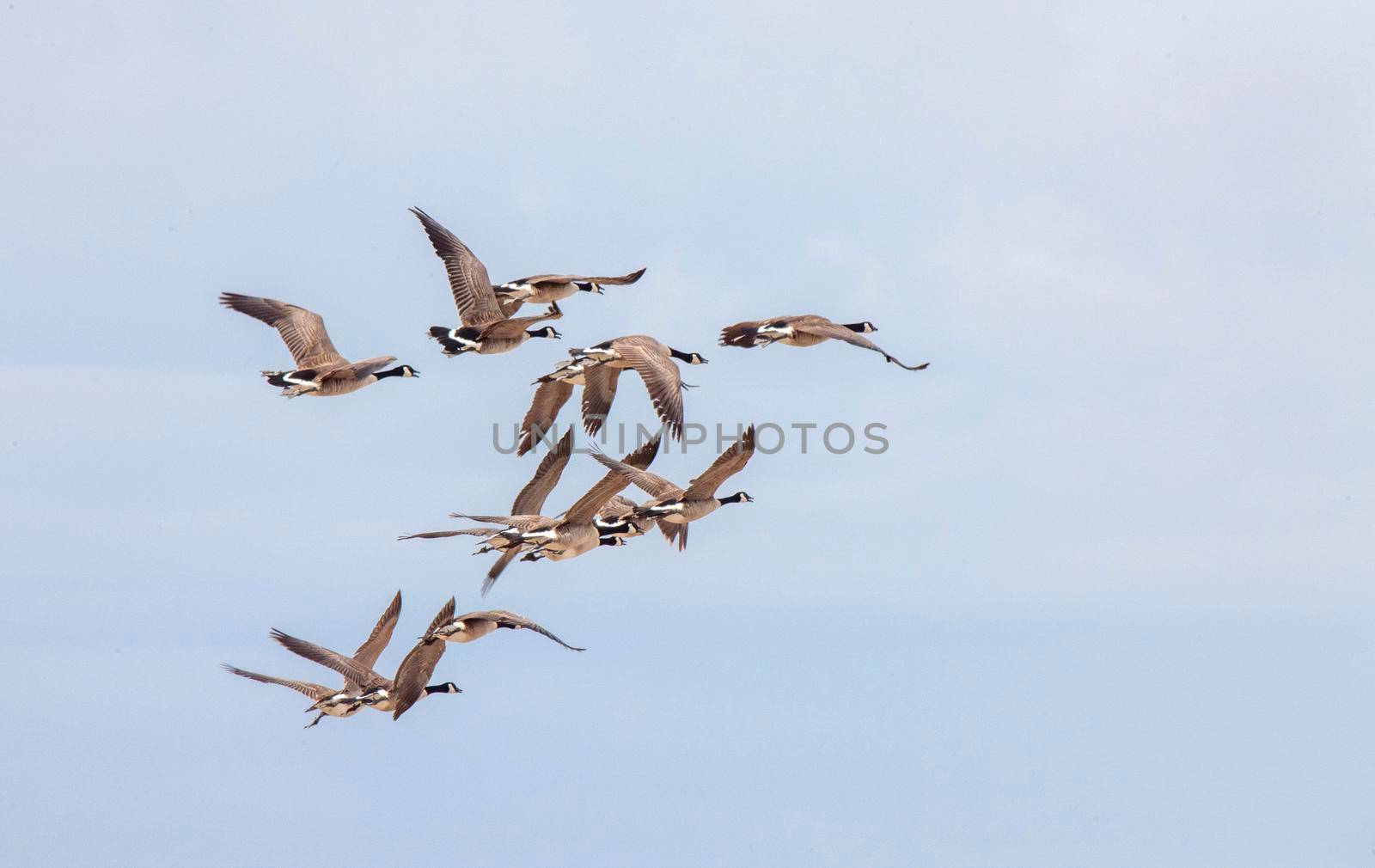 Canada Geese in Flight migrating south fron Canada