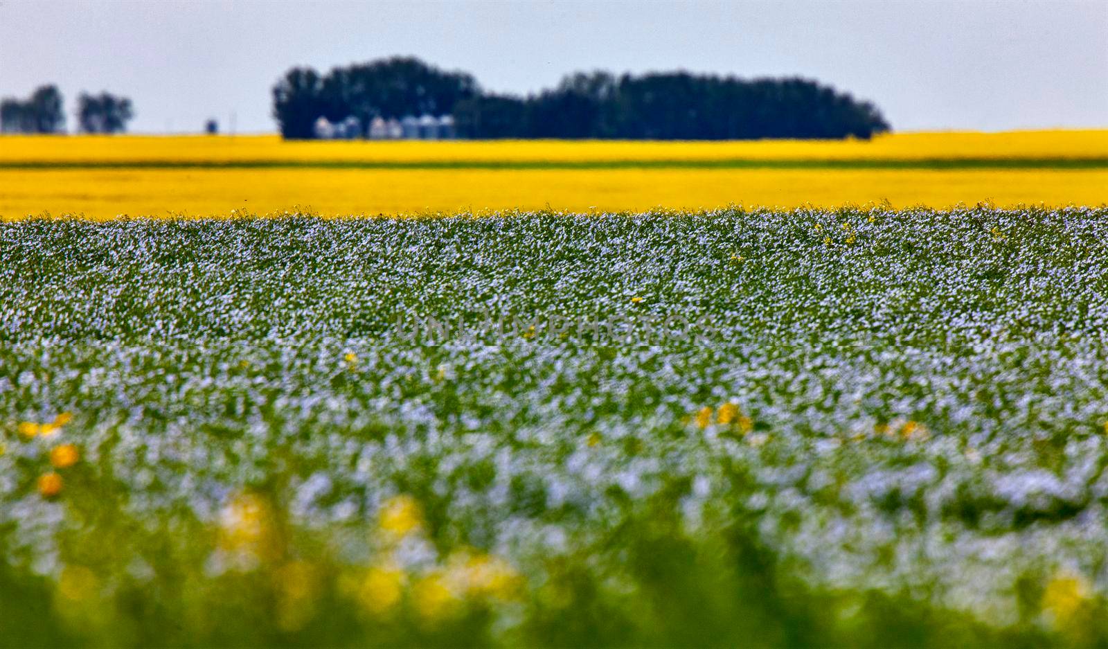 Flax and Canola Prairie blue and yellow colors