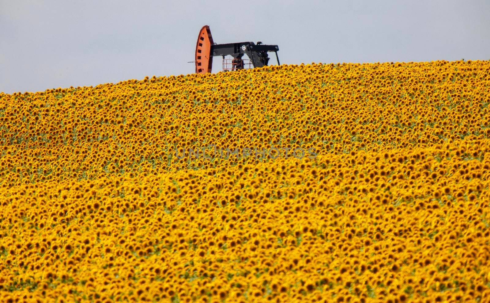 Sunflowers and Pumpjack in Prairie Saskatchewan Canada