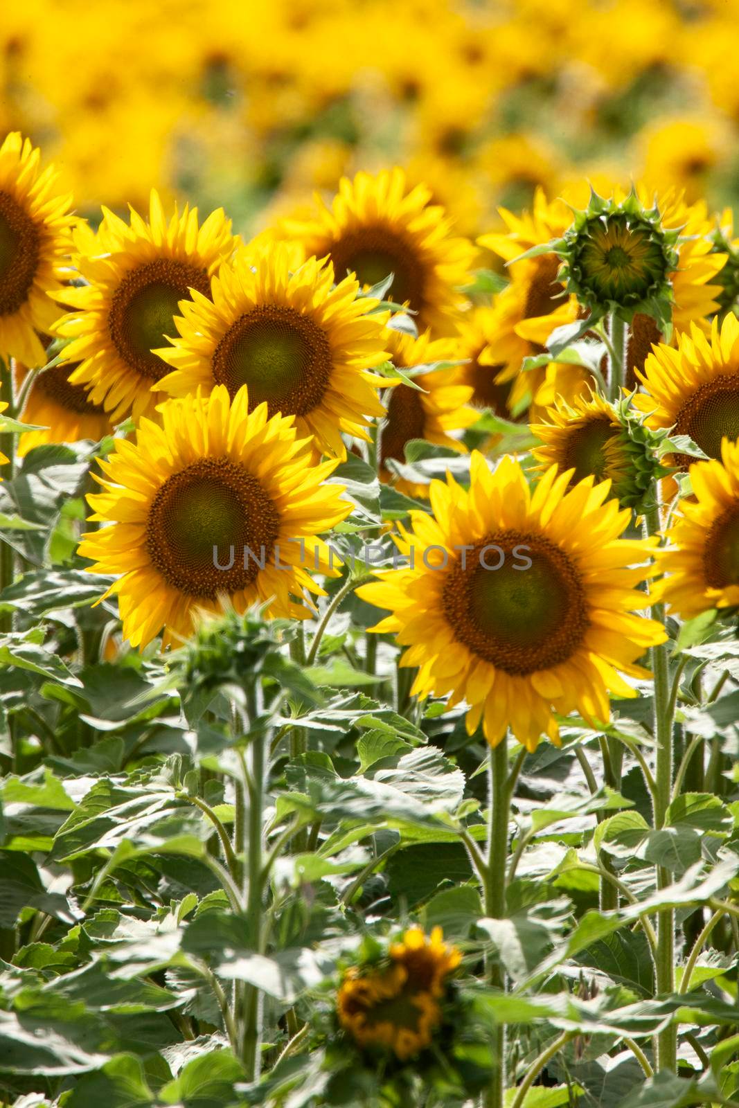 Prairie Sunflower Field by pictureguy