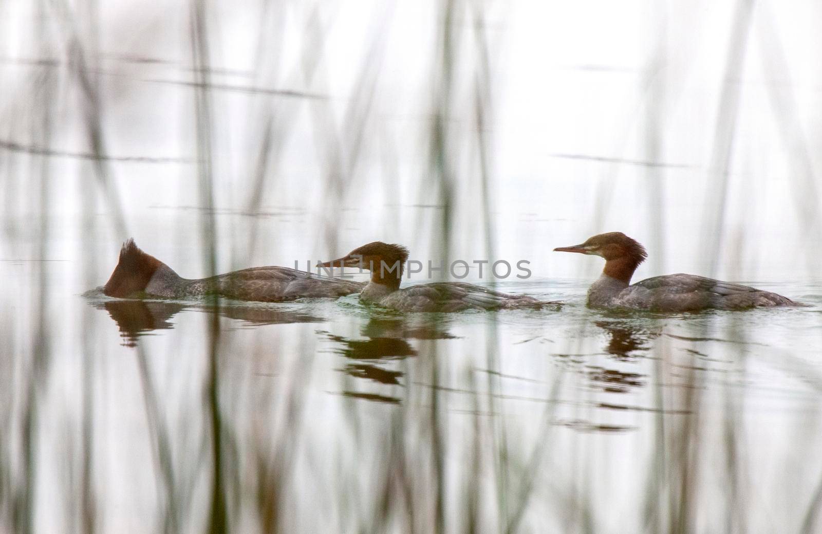 Northern Merganser Duck in fall Saskatchewan Canada