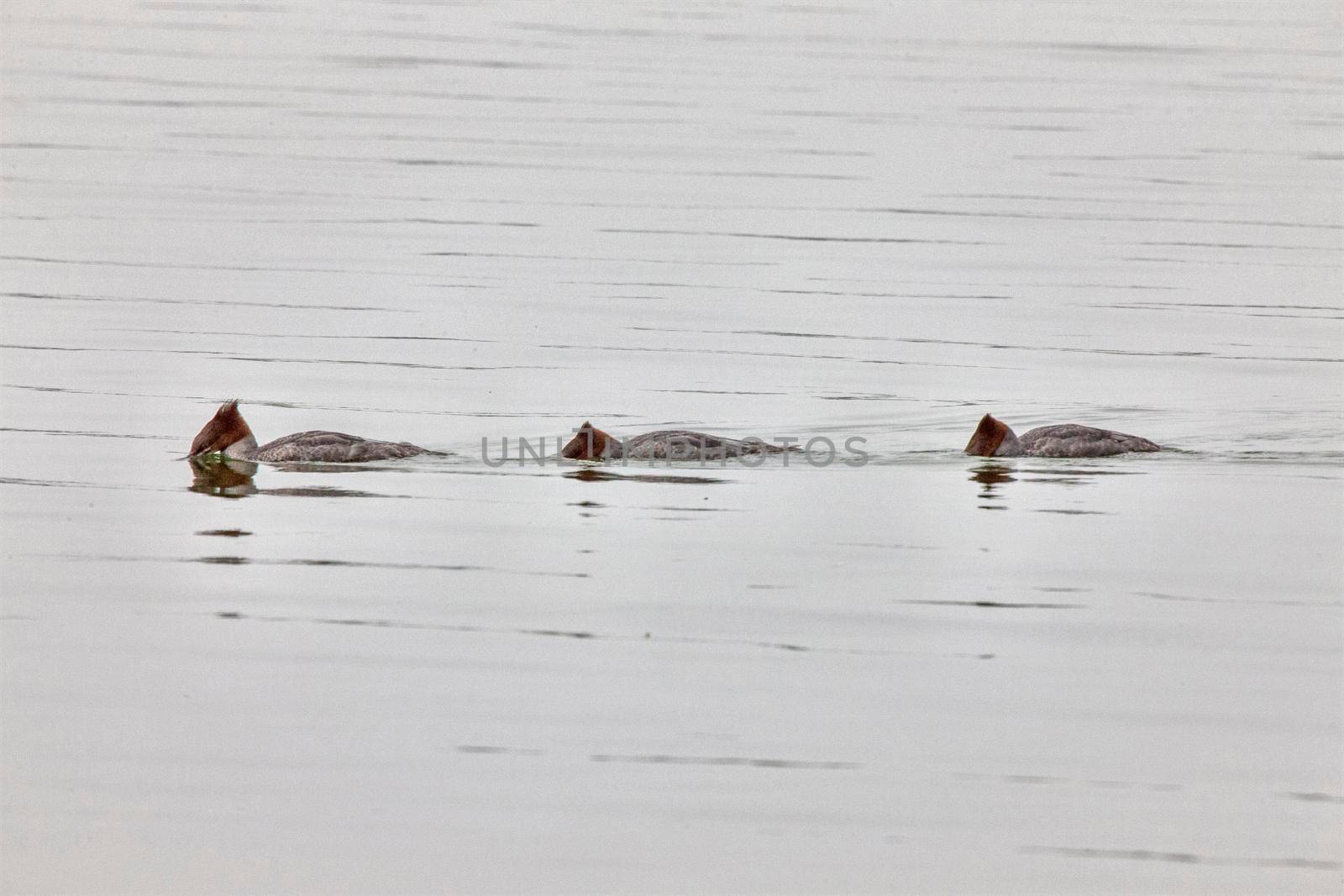 Northern Merganser Duck in fall Saskatchewan Canada