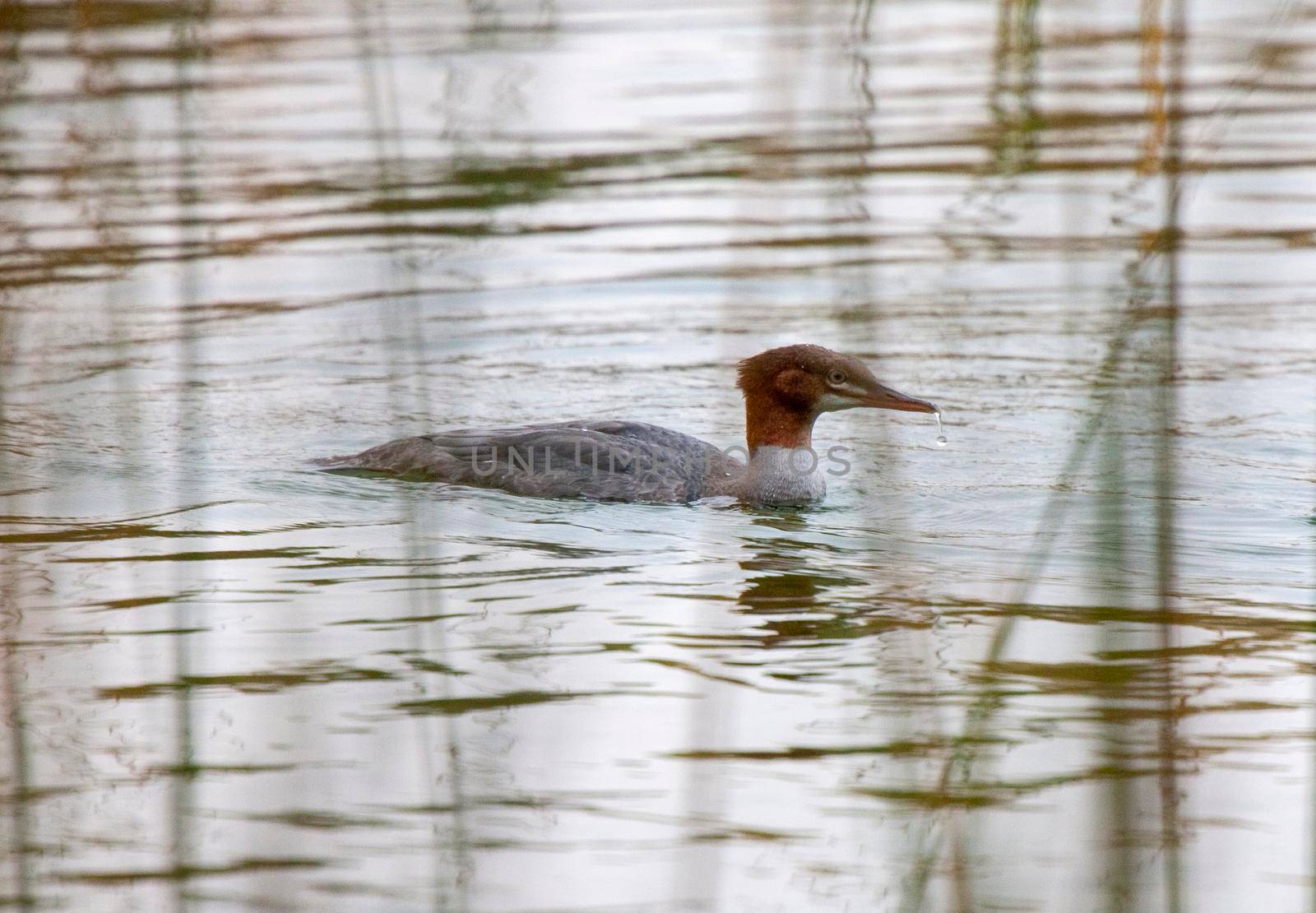 Northern Merganser Duck in fall Saskatchewan Canada