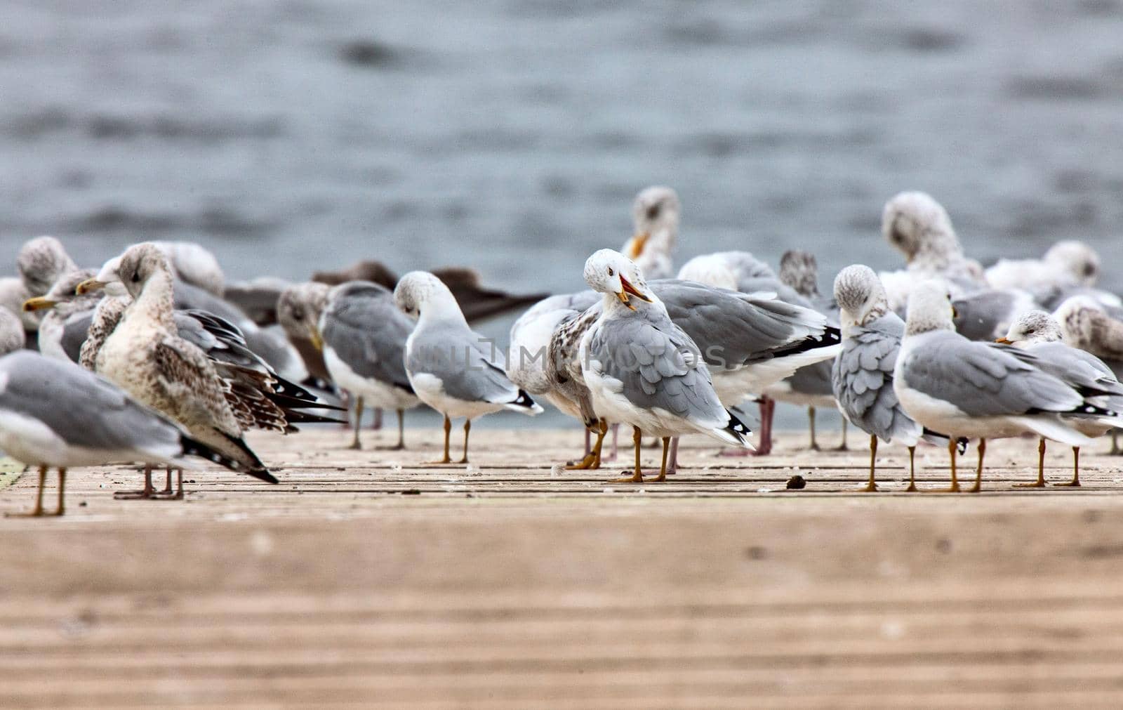 Seagulls on a dock in Northern Saskatchewan Canada
