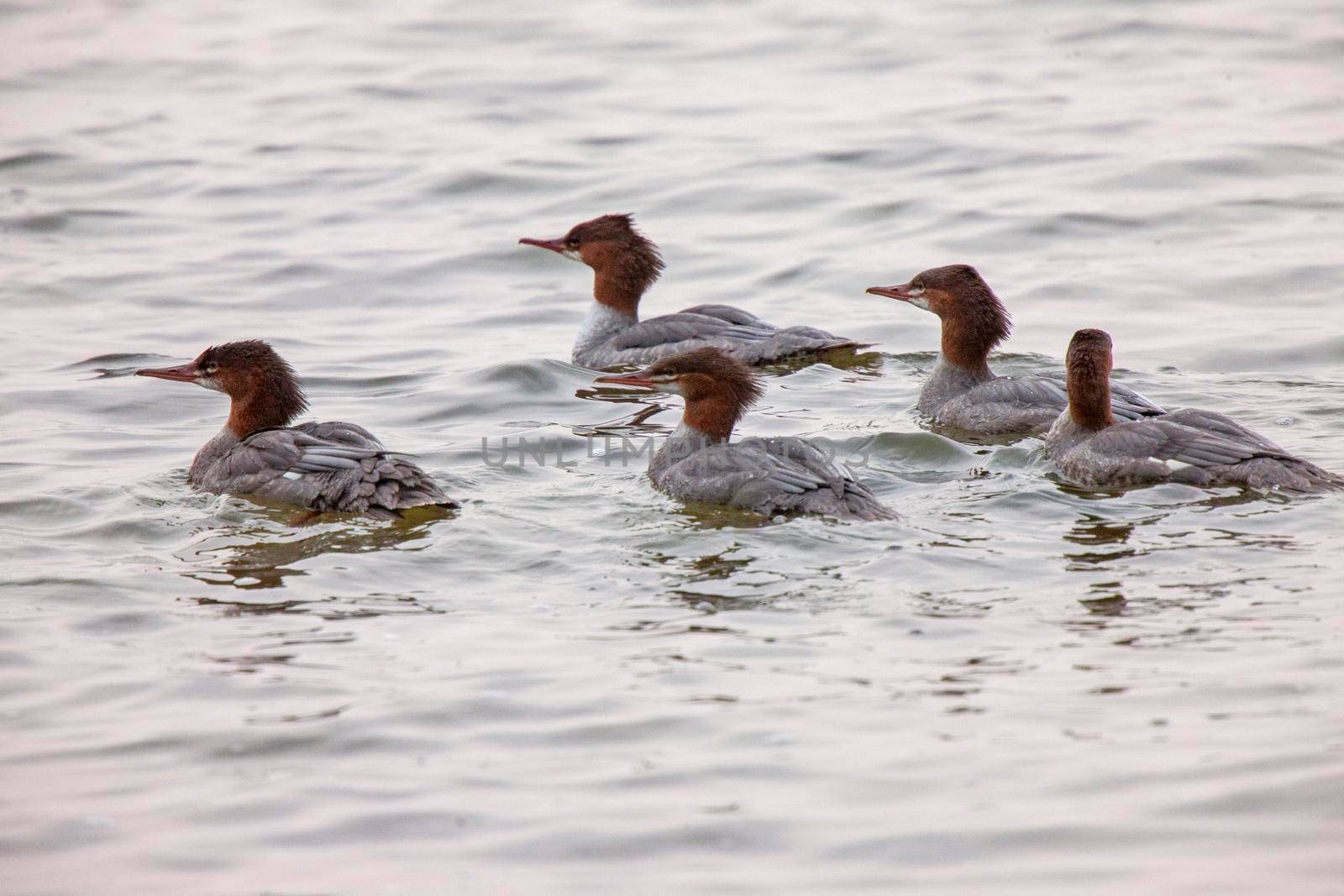 Northern Merganser Duck in fall Saskatchewan Canada