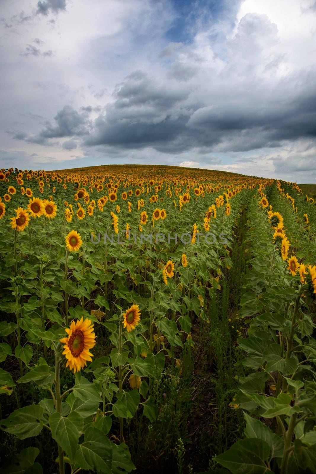 Prairie Sunflower Field by pictureguy