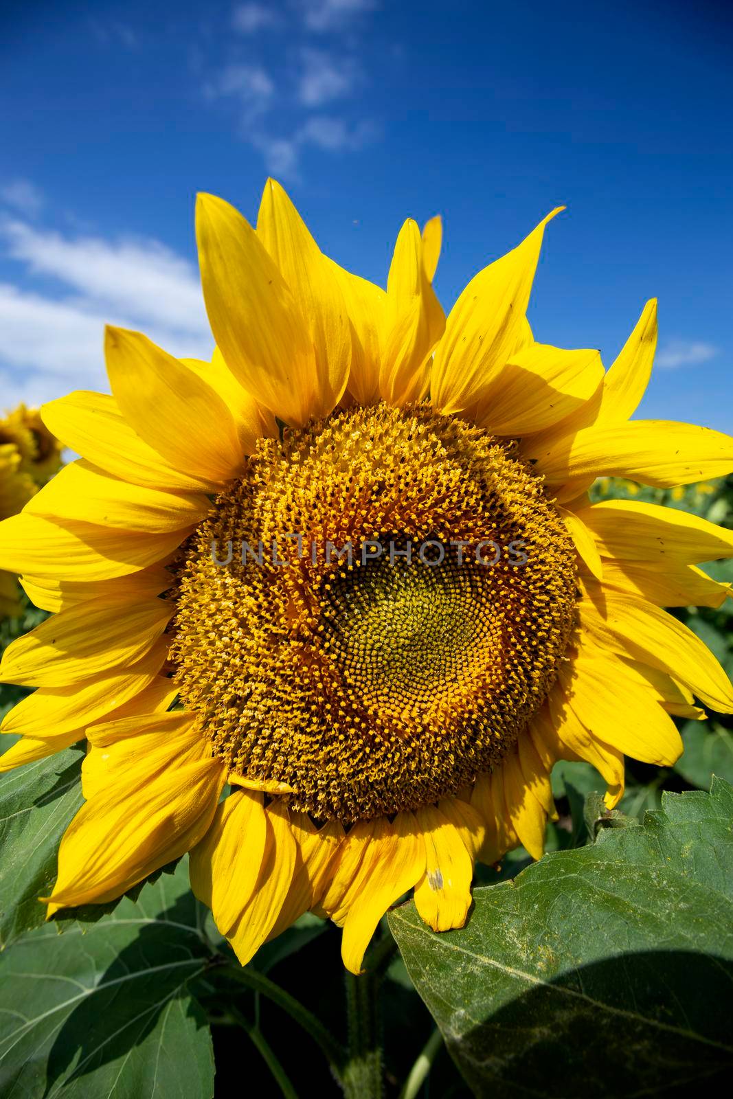 Prairie Sunflower Field in Saskatchewan Canada Rural scene